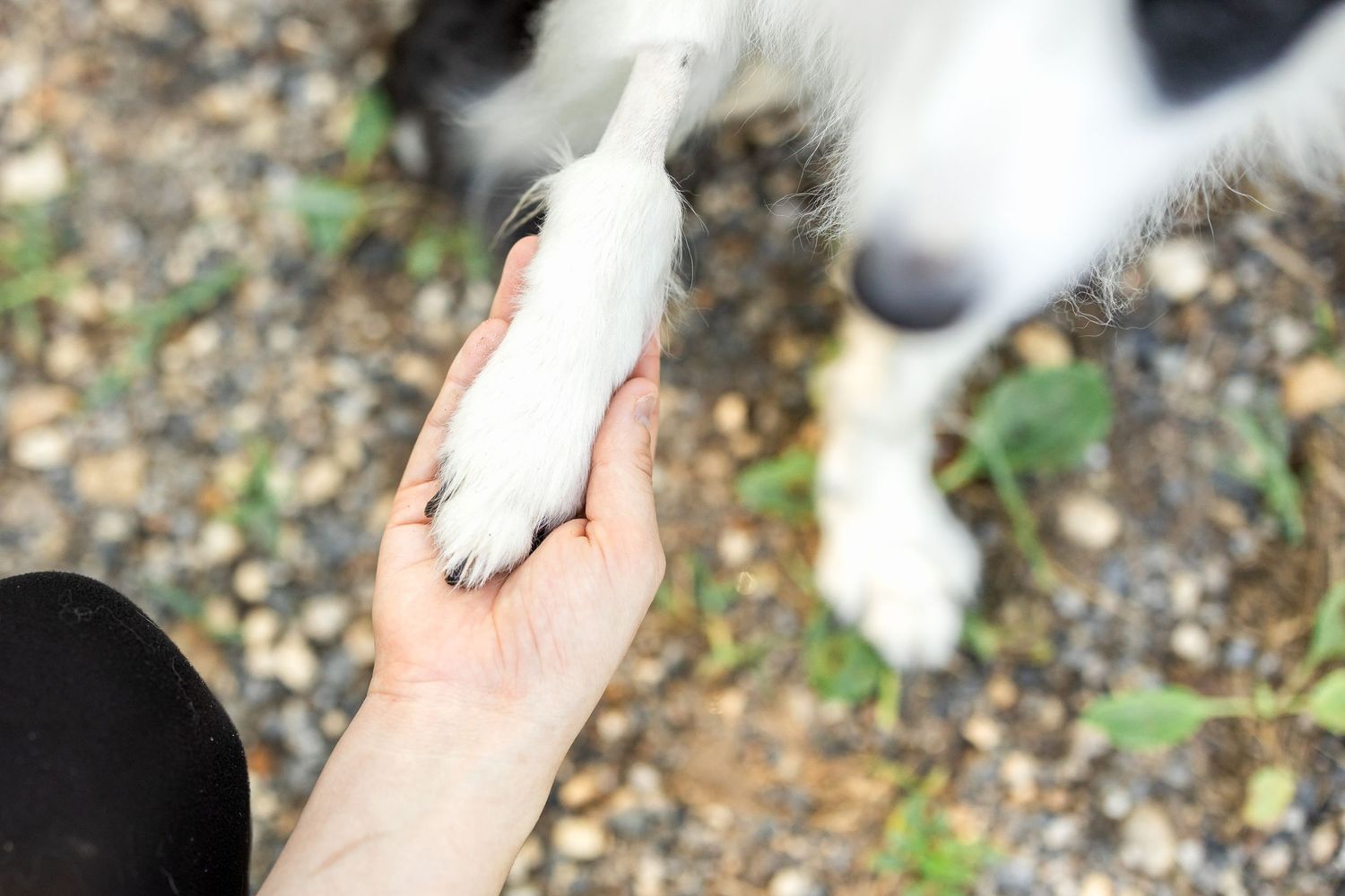 Black and white dog receiving gentle pets and affection from caring hands.