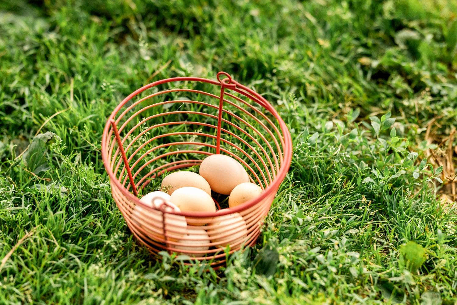 Fresh brown eggs arranged in rustic baskets on green grass.