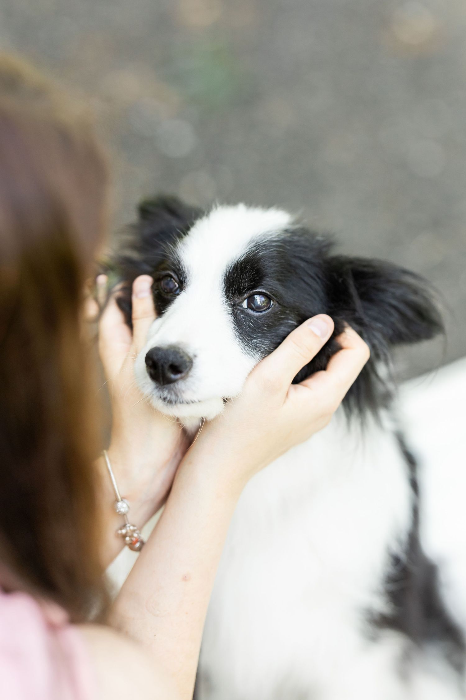Close-up of a black and white border collie being petted with gentle hands.