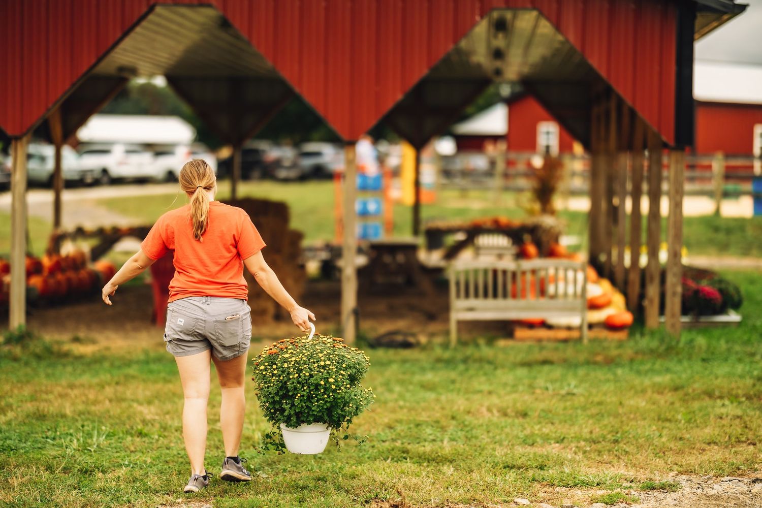 Person carrying potted plants across a grassy area near a red barn structure.