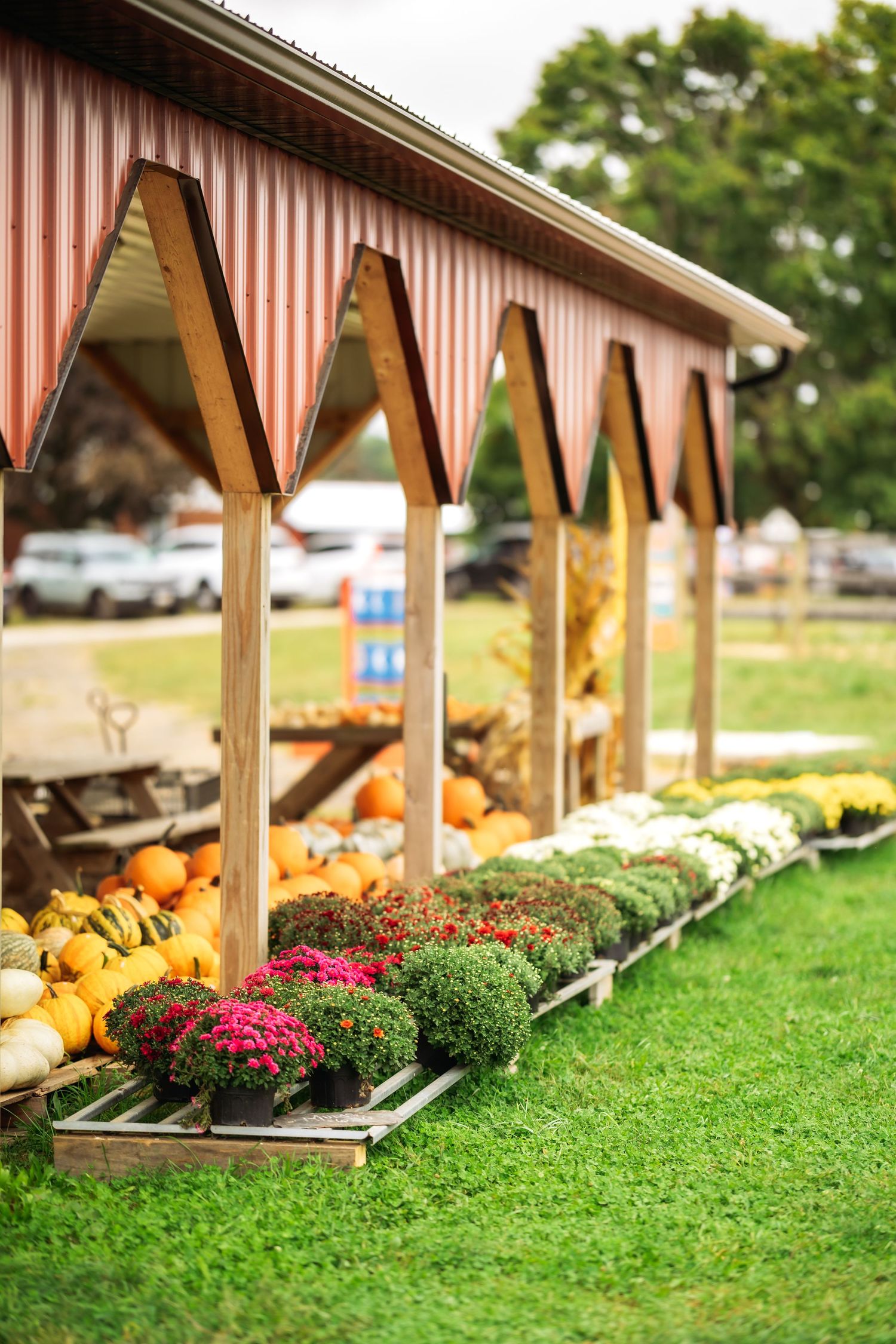 Farm stand display with colorful mums, pumpkins, and fall produce under striped awning.