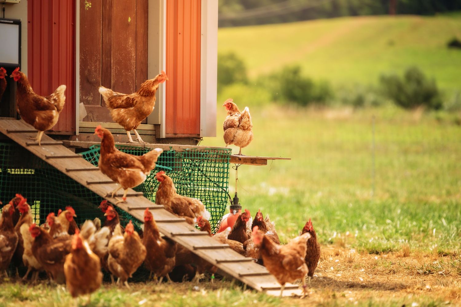 Brown chickens gather around a wooden coop with a ramp in a grassy yard.