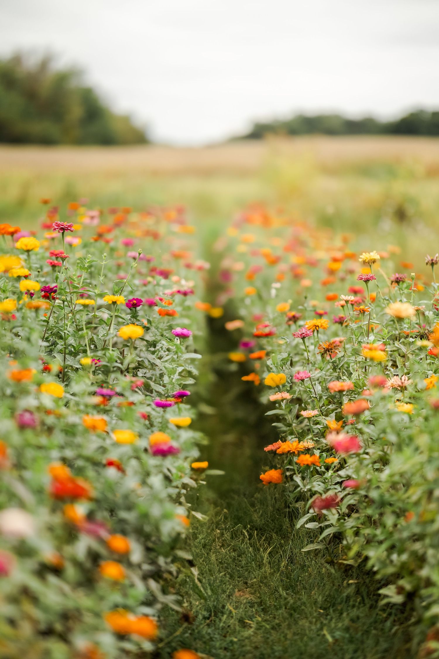 Colorful garden of orange and yellow zinnias stretching across a summer field.