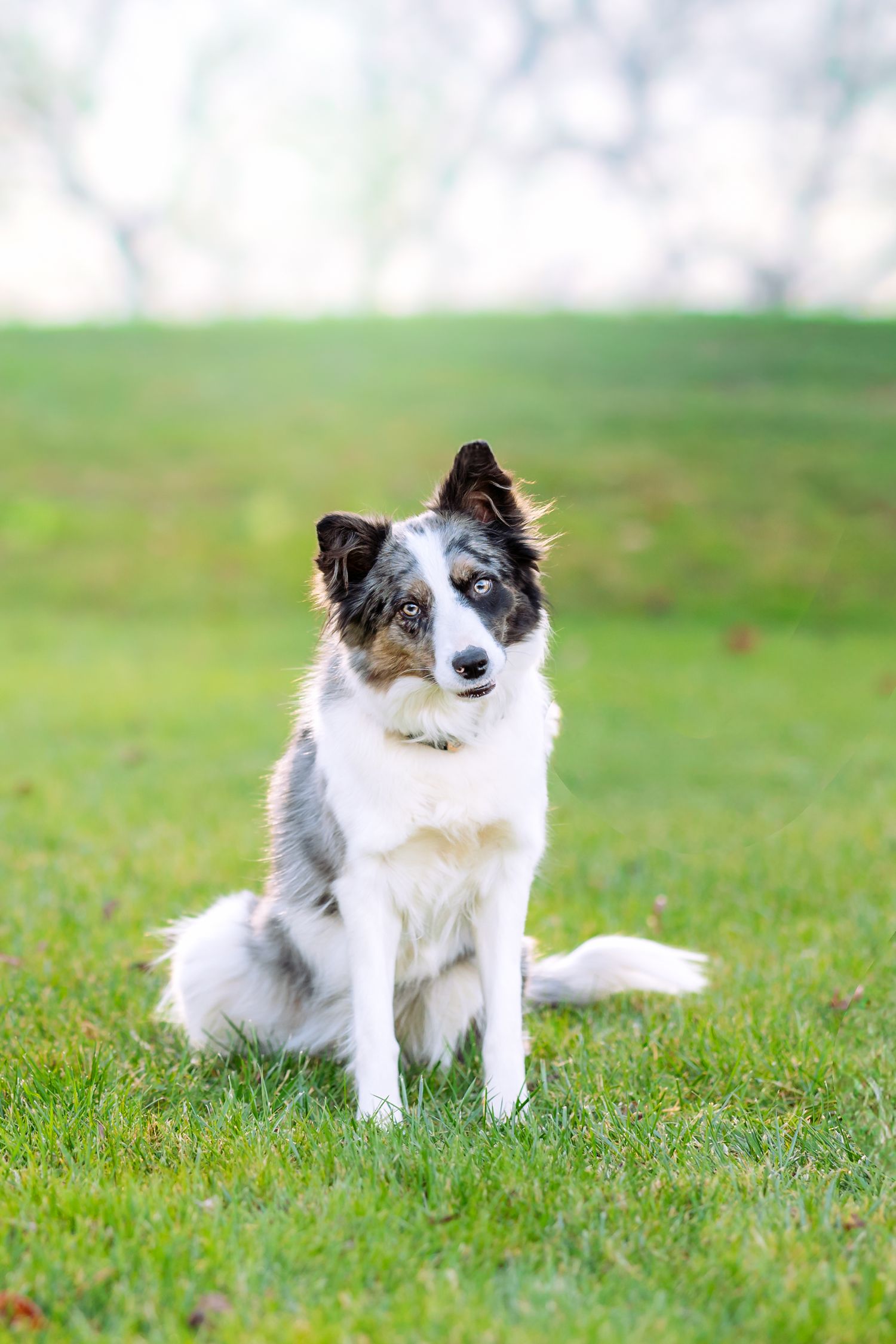 Black and white spotted dog sitting attentively on green grass in multiple poses.