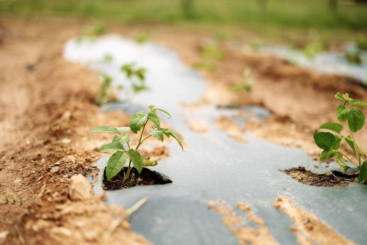 Young vegetable seedlings growing in rows through black plastic mulch in a garden bed.