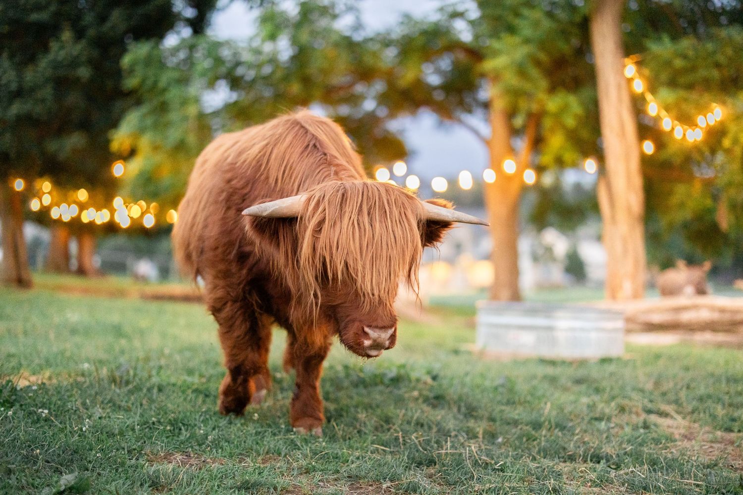 Highland cattle grazing in a field at dusk with string lights glowing in the background.