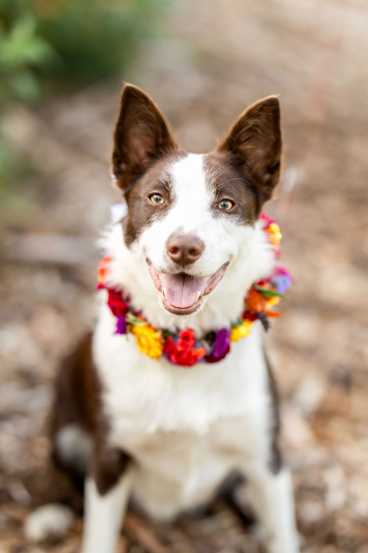 Brown and white dog wearing colorful lei shows joyful expressions in outdoor portrait series.