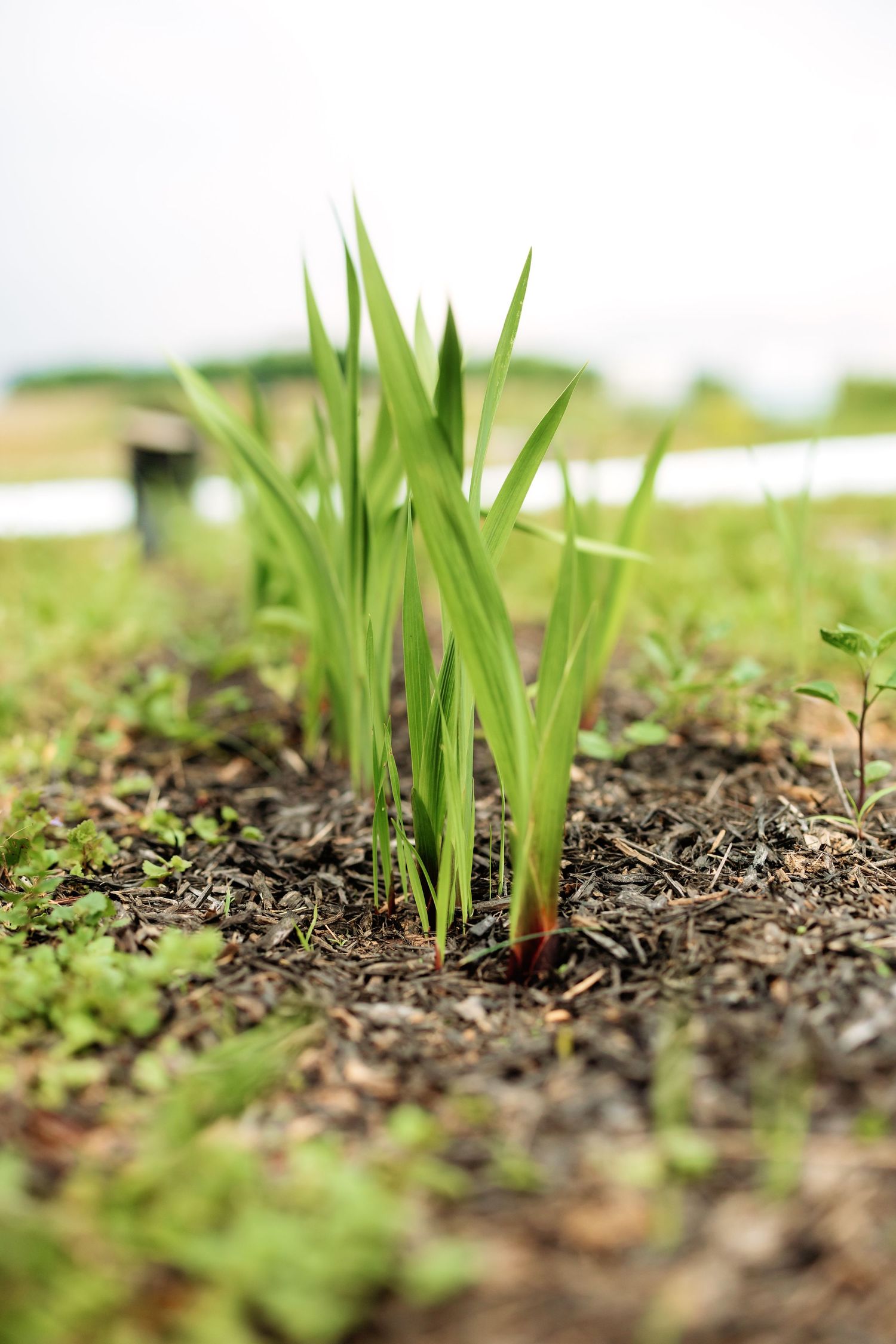 Young green shoots emerge from rich dark soil in a garden setting.