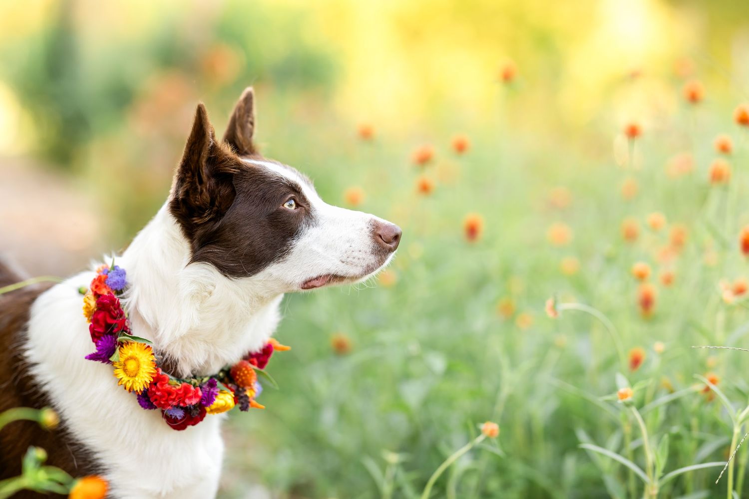Dog wearing colorful flower garland poses in field of orange wildflowers at sunset.