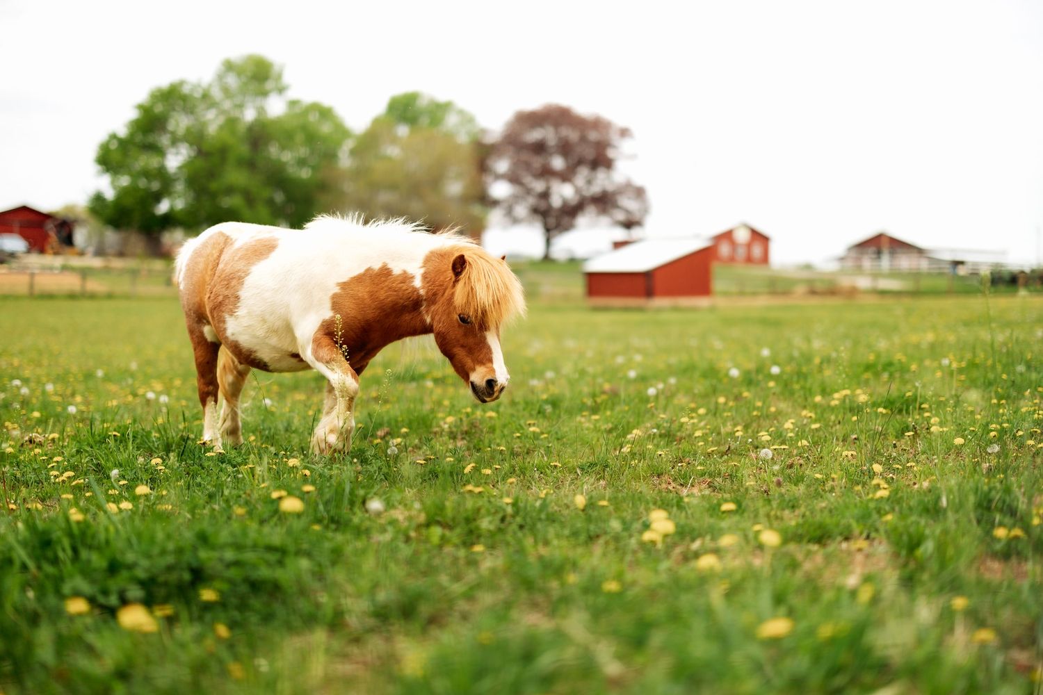 Brown and white pony grazing in spring meadow with red barn in background.