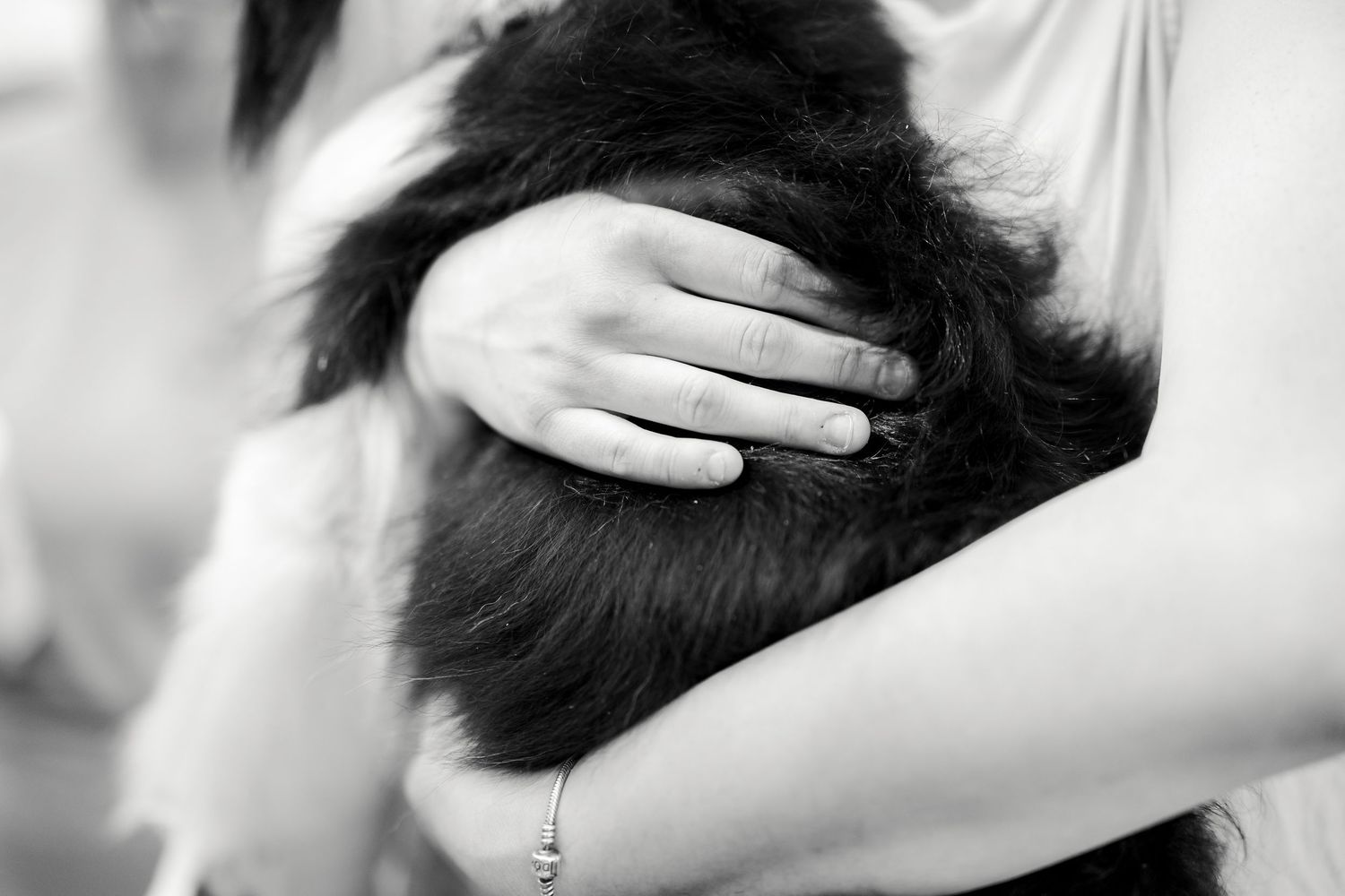 Close-up shots of a black dog being petted and stroked with loving care.