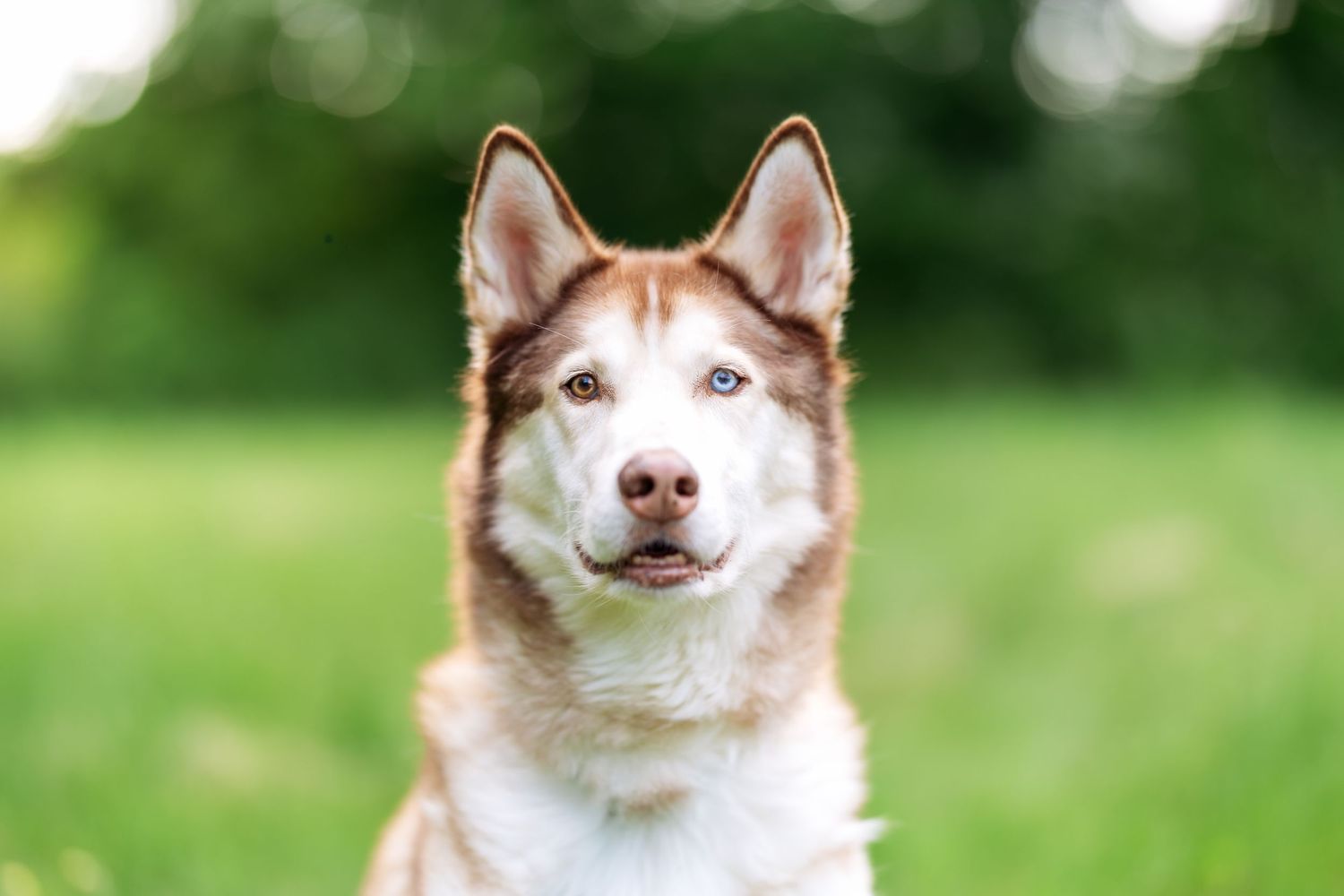 Close-up portraits of a cream-colored dog with alert ears in a green outdoor setting.