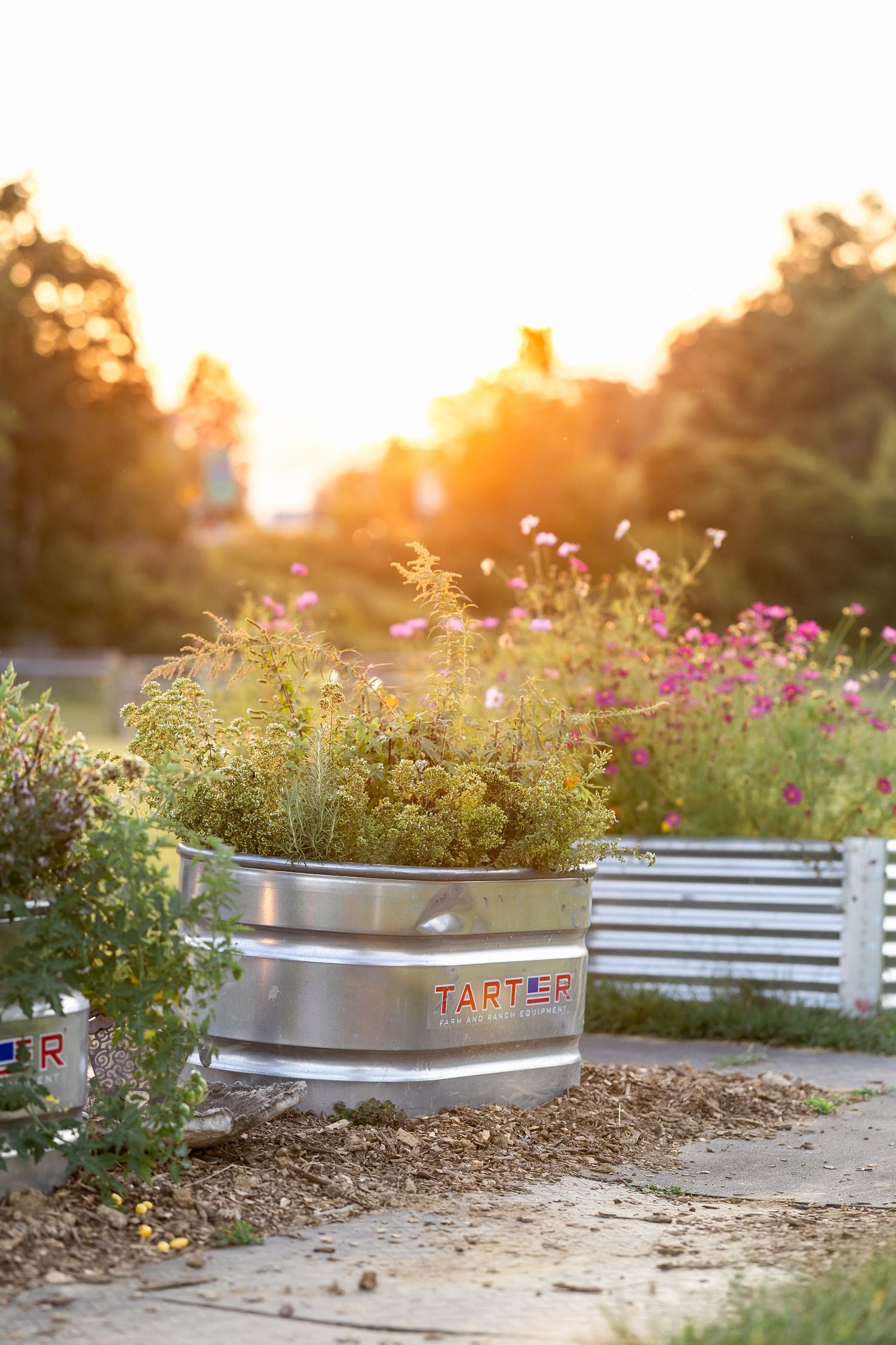 Metal garden planters filled with wildflowers at sunset.