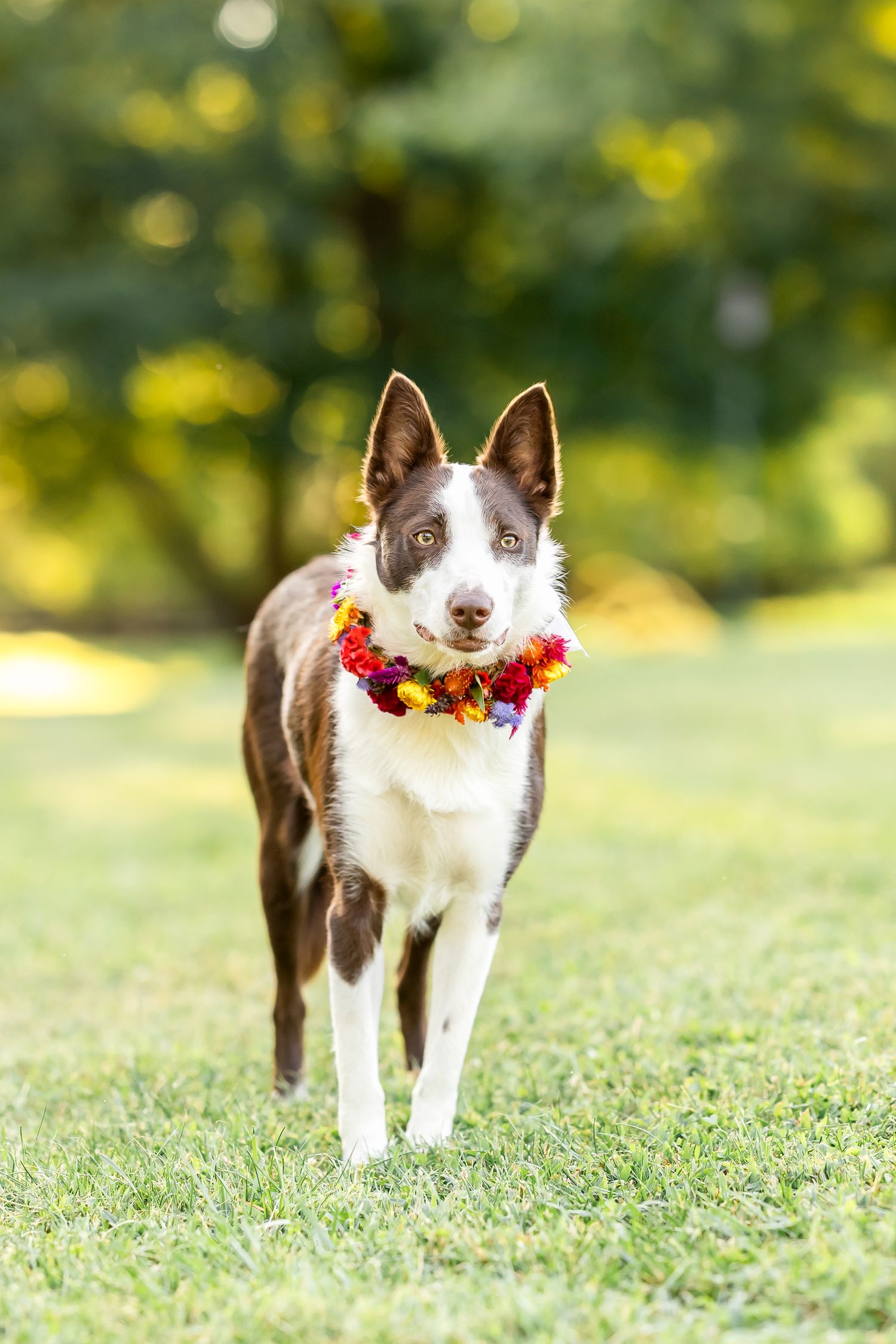 Border collie wearing a colorful flower collar poses in green grass.