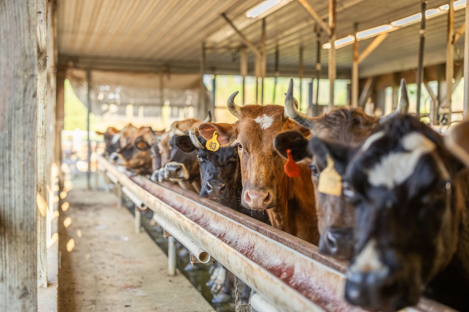 Cattle standing in a row at a feeding trough inside a farm barn with natural sunlight filtering through.