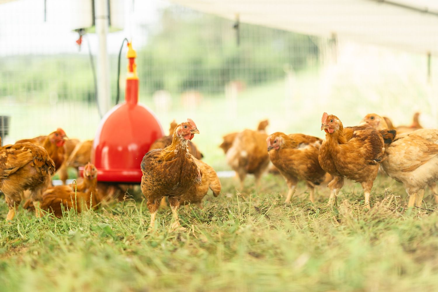 Brown chickens foraging in green grass near a red water dispenser.