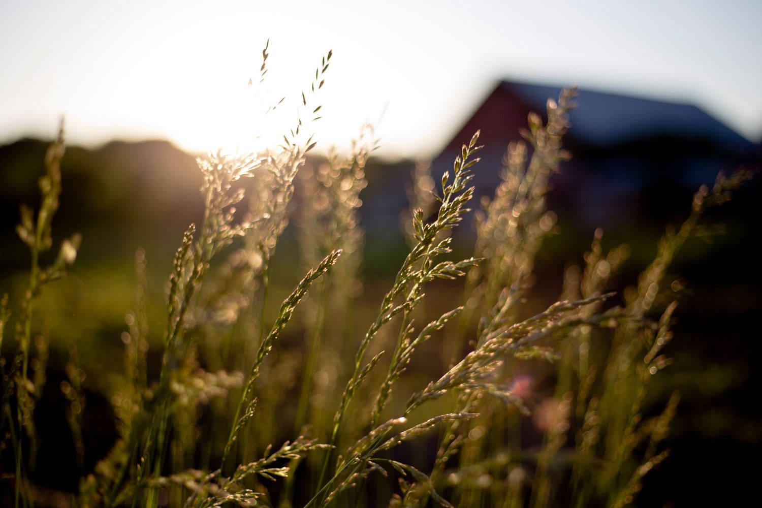 Golden sunlight illuminates tall grass silhouettes against a blurred background at sunset.