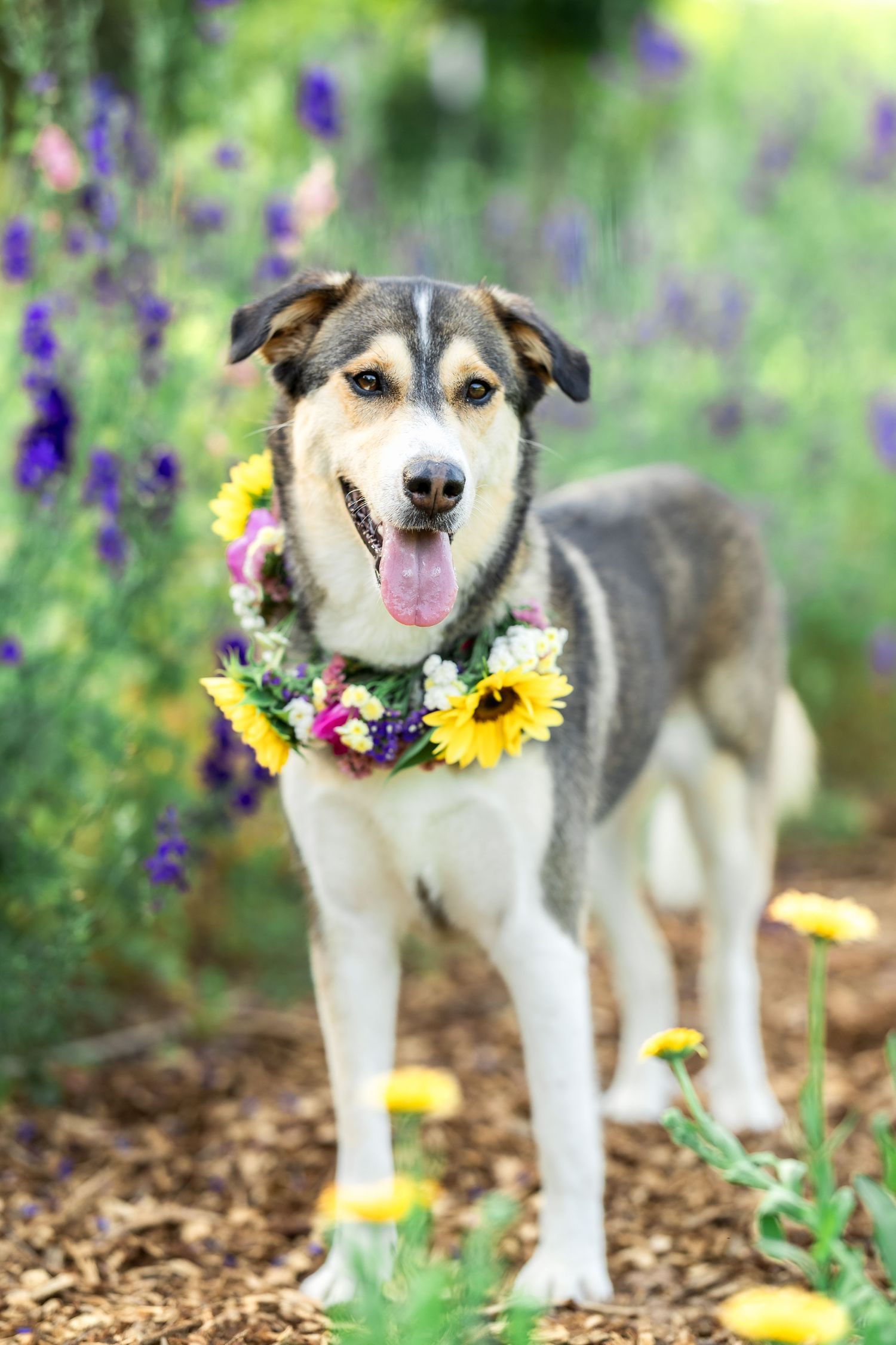 Happy mixed breed dog wearing a flower collar poses among purple and yellow wildflowers.