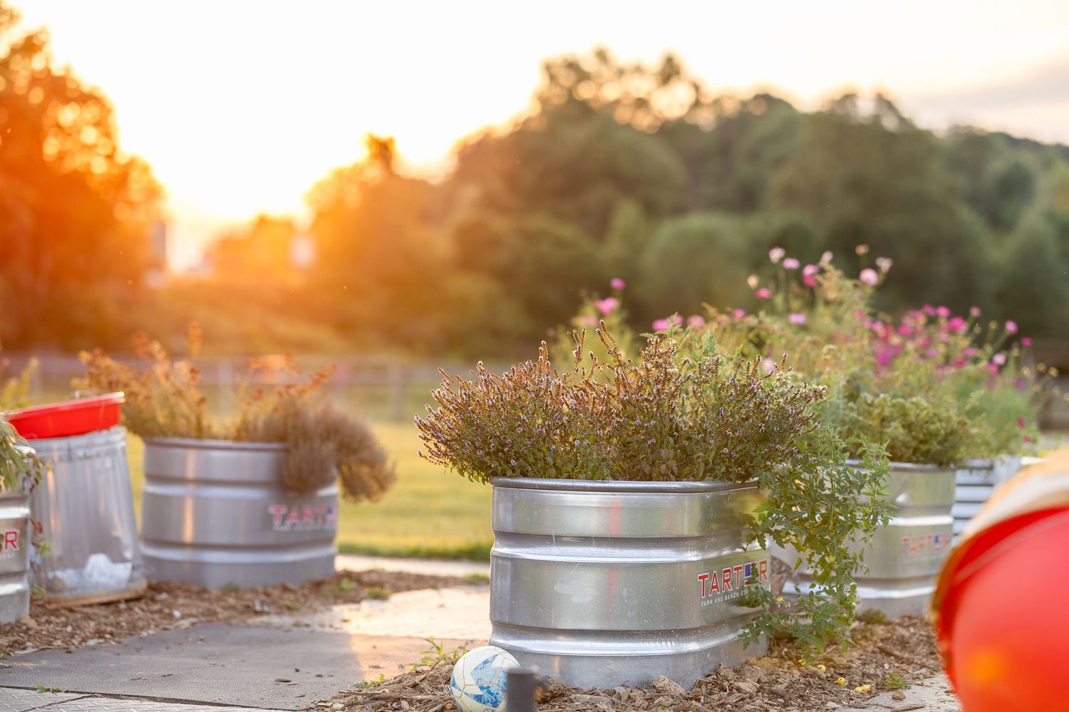 Metal planters with wildflowers at sunset creating rustic farm garden display.
