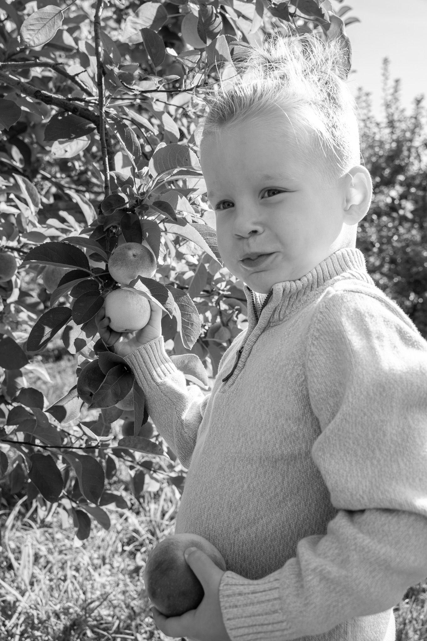 Family portrait of a 5 year old boy with puffed cheeks eating an apple he picked from a tree at Applecrest Orchards in Hampton Falls, NH