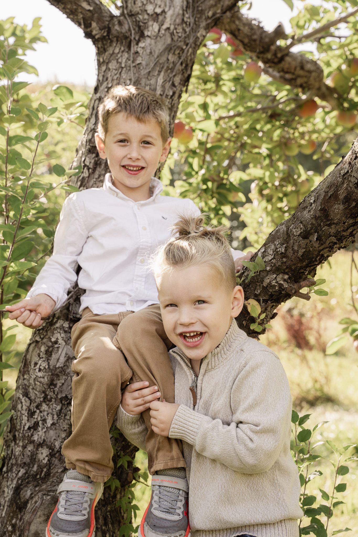 Family portrait of two young brothers sitting in a tree and smiling at Applecrest Orchards in Hampton Falls, New Hampshire on a Fall day