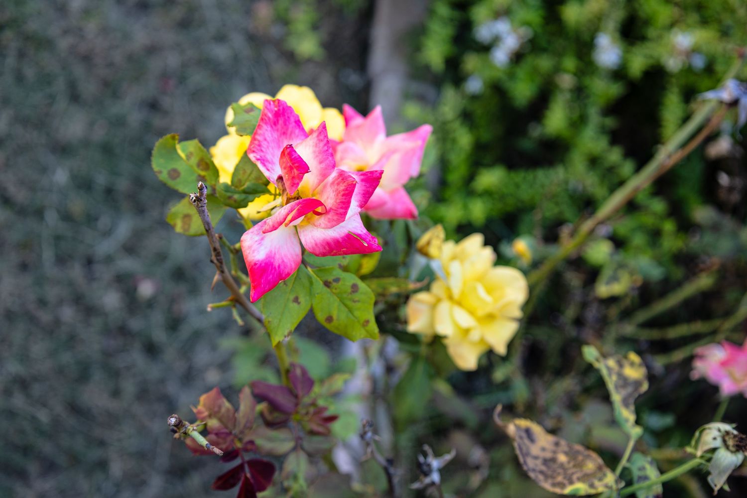 Vibrant pink and yellow roses blooming on a bush in a garden, with lush green foliage in the background.