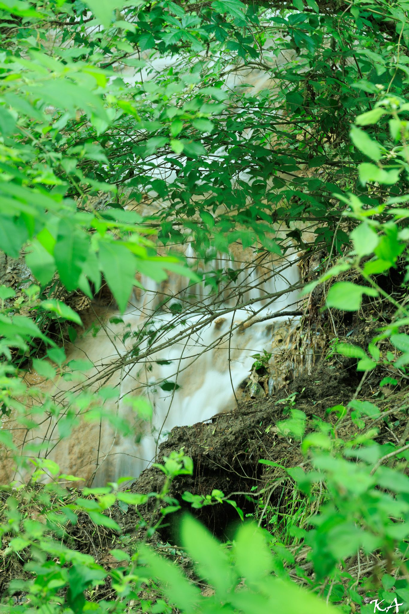 A small waterfall flows through lush green foliage and tangled branches in a dense woodland setting.