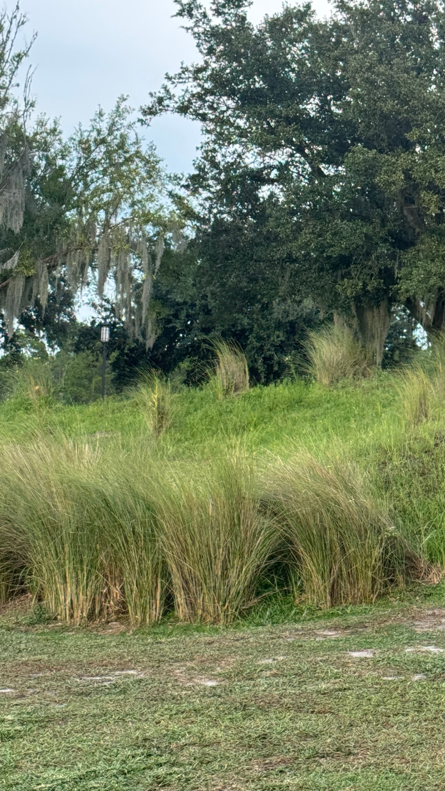 Tall ornamental grasses and lush green lawn with Spanish moss-draped oak trees in a Florida landscape.