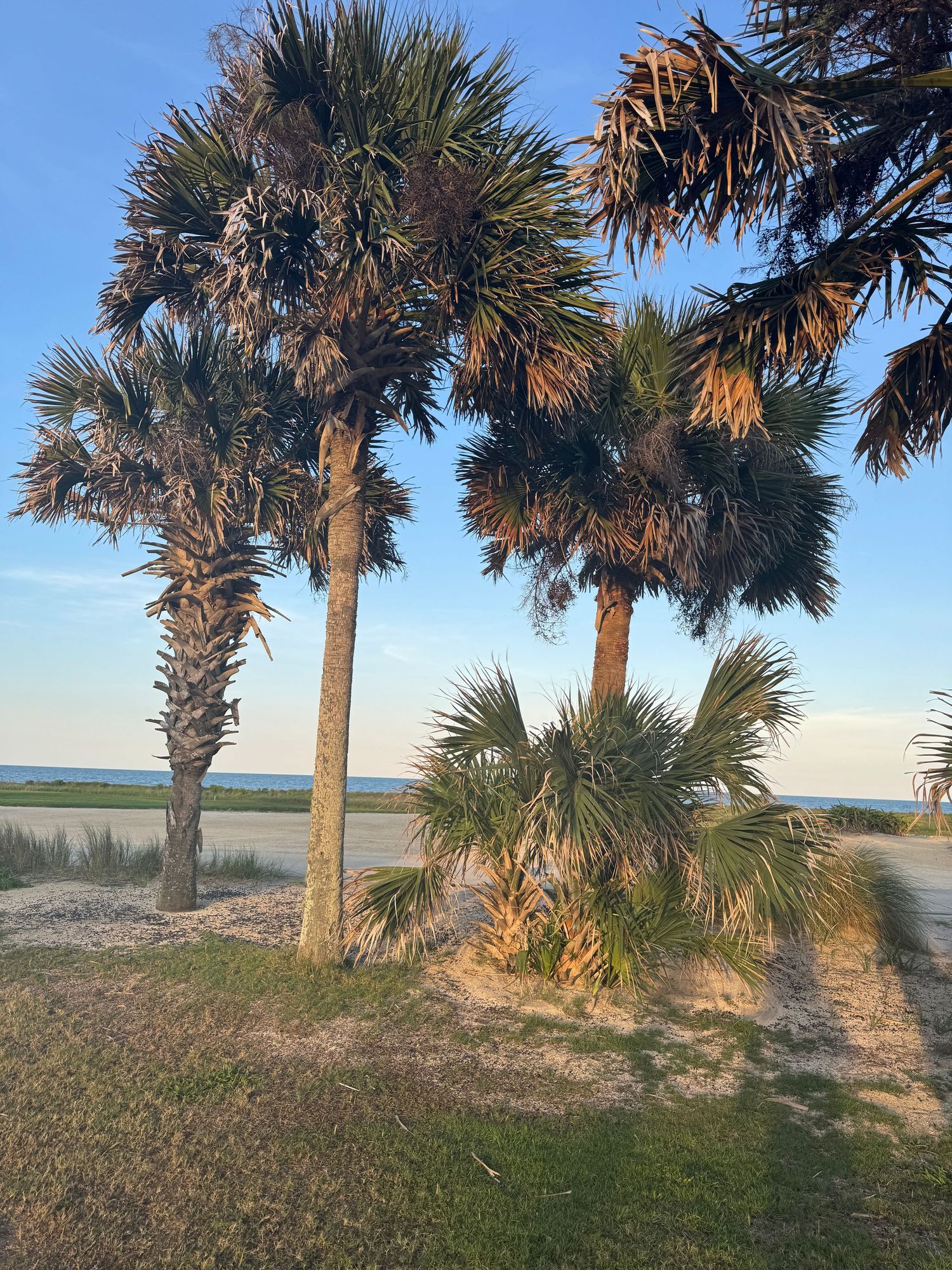 Tall sabal palm trees with sandy ground and calm coastal water visible in the background under a clear blue sky.
