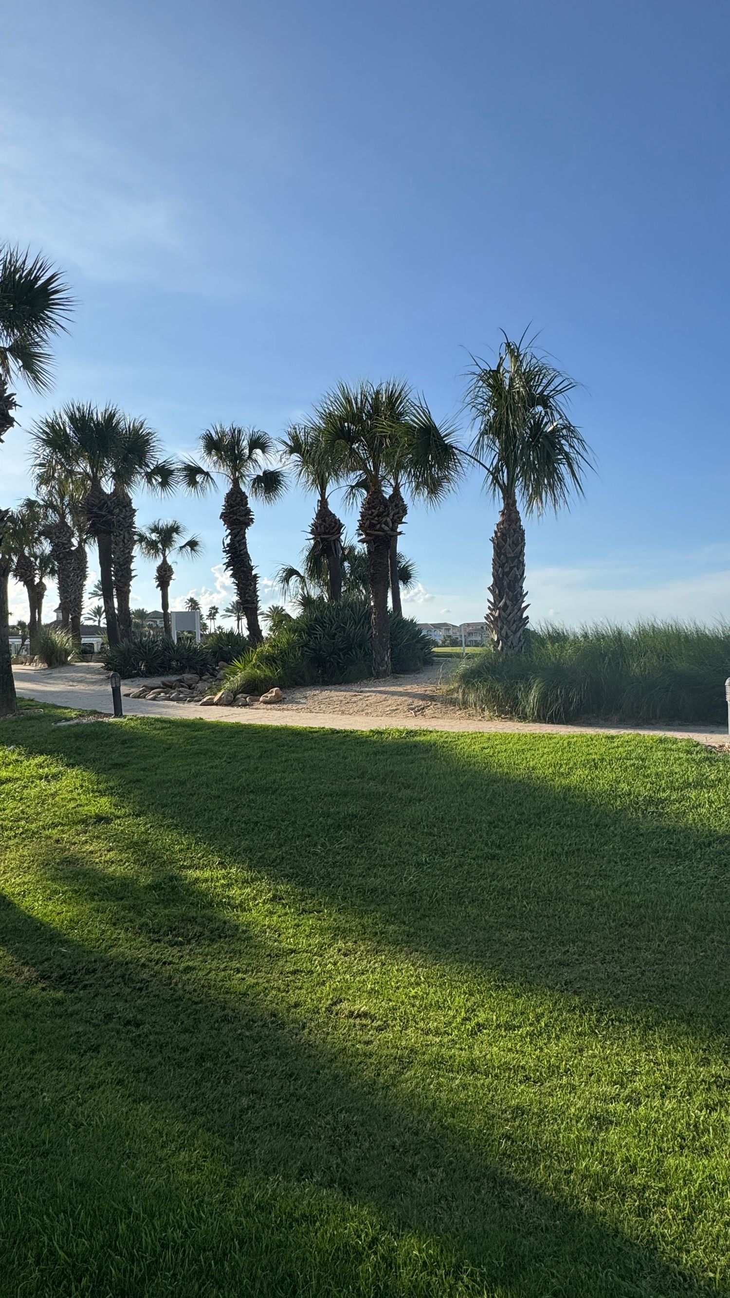 Lush green lawn with tall palm trees under a clear blue sky near a sandy coastal area.
