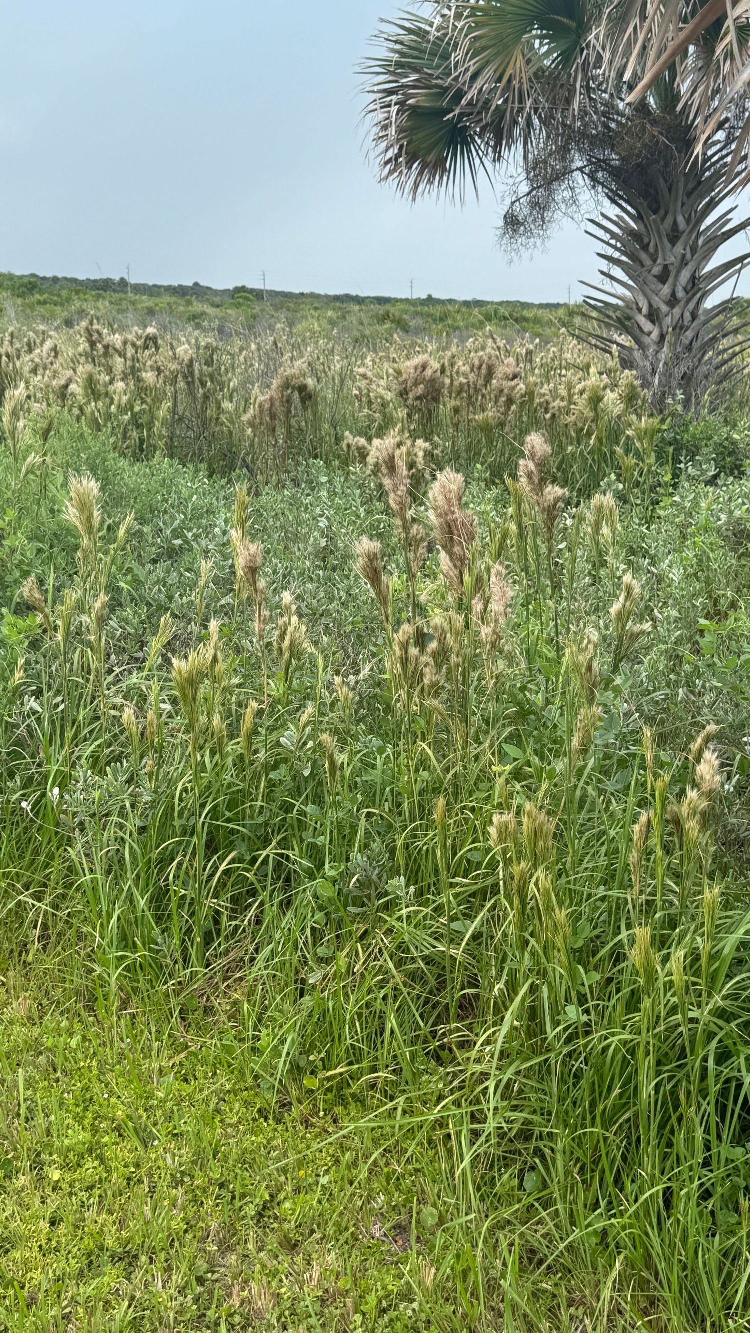 Lush green coastal meadow with tall grass seed heads and a palm tree under a hazy sky.