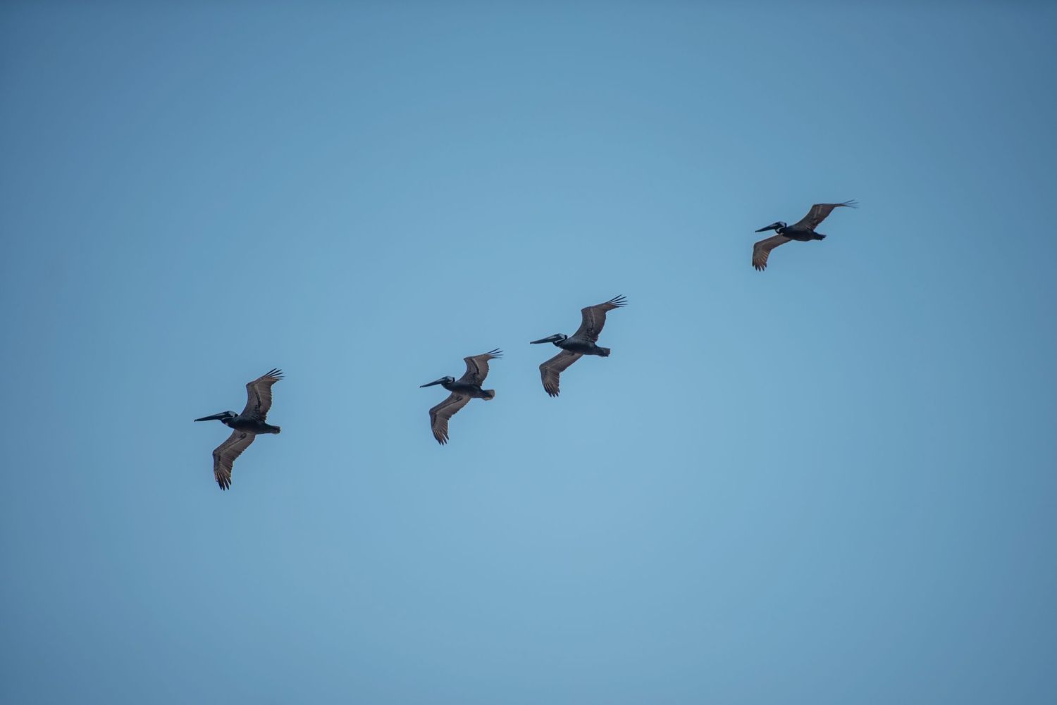 Silhouettes of seabirds flying against a bright blue sky.