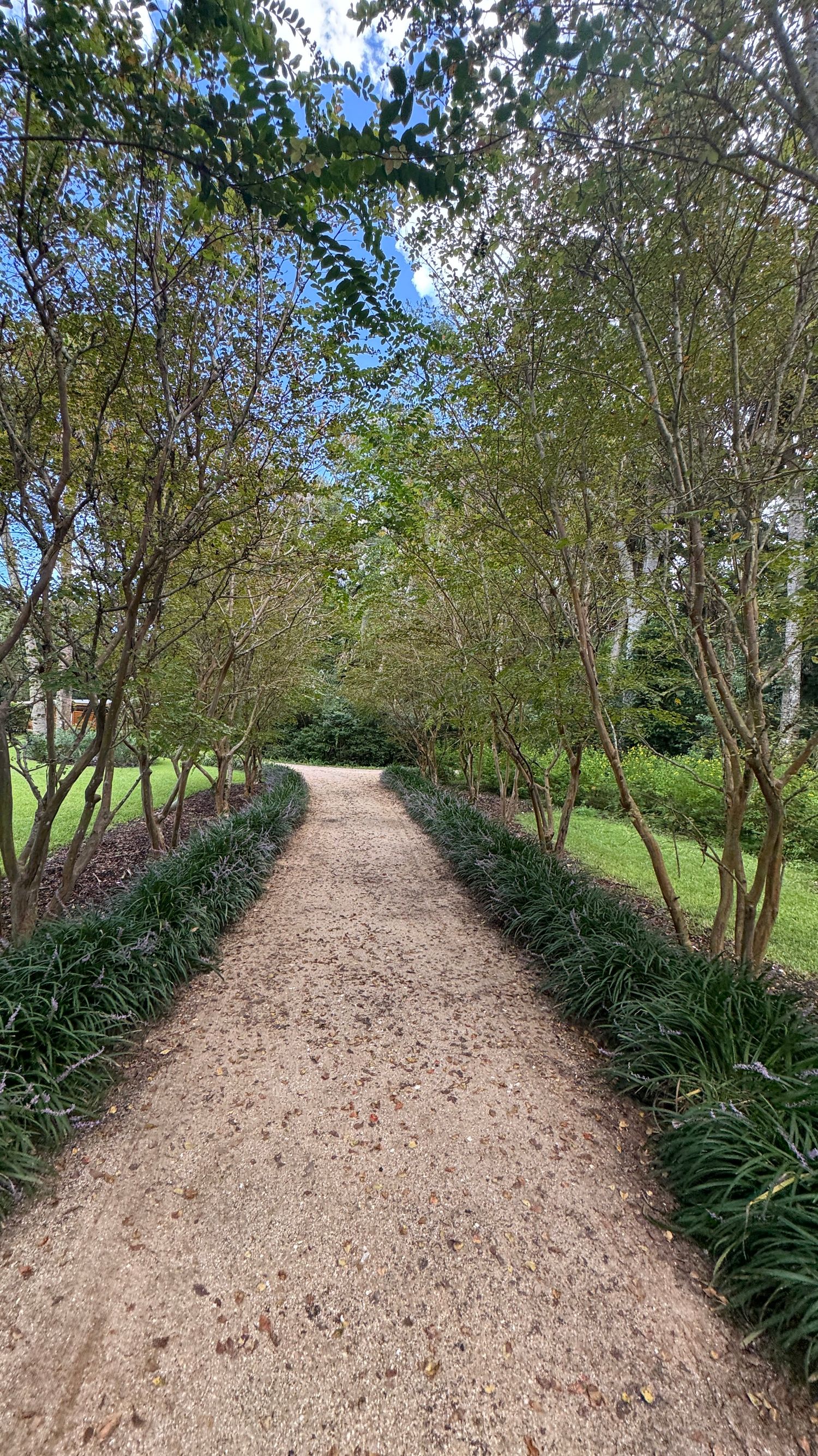 A serene gravel pathway lined with crape myrtle trees and lush green groundcover leads through a peaceful garden landscape.
