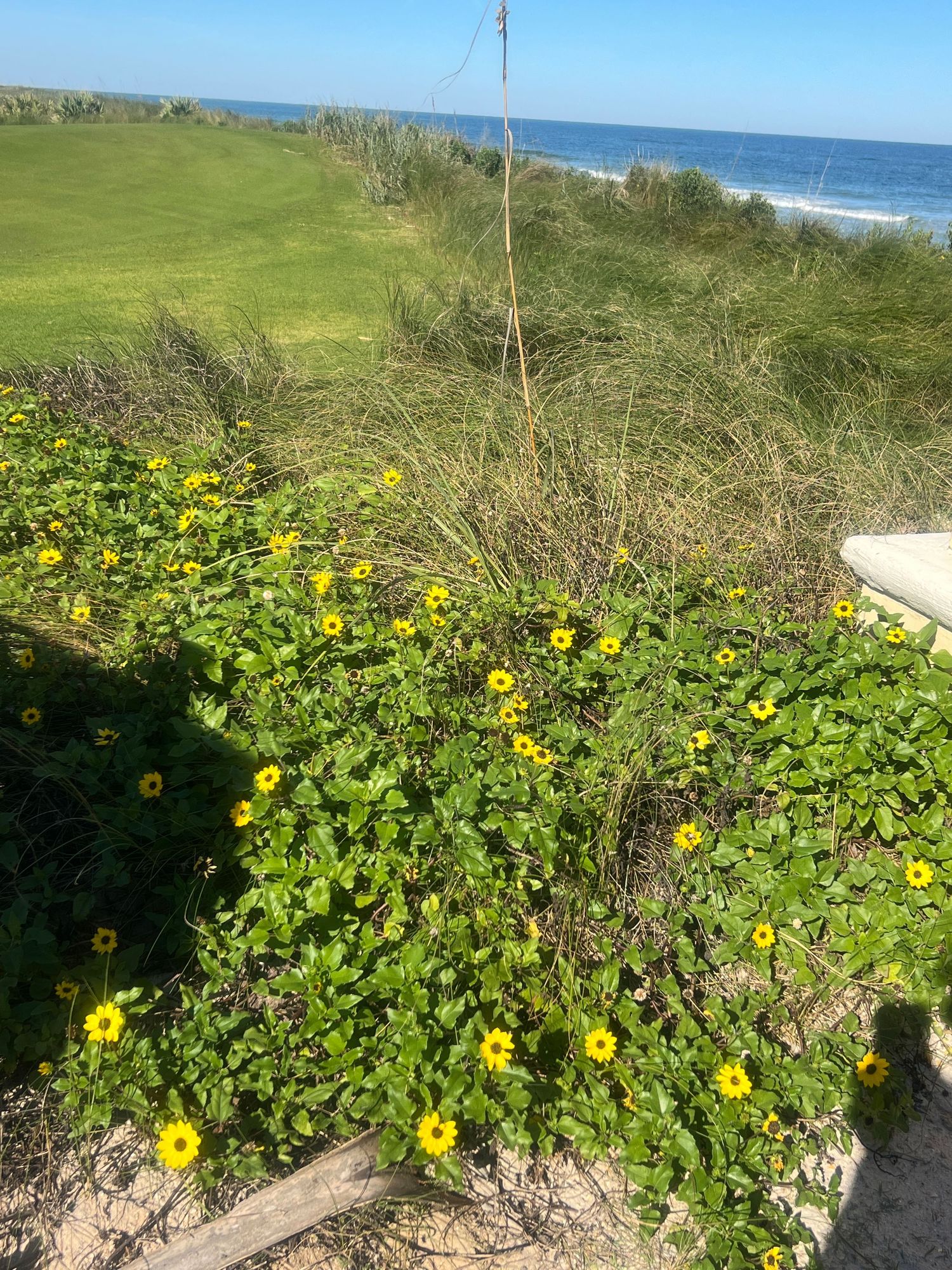 Yellow wildflowers bloom on coastal sand dunes with green grass, ocean waves, and blue sky in the background.