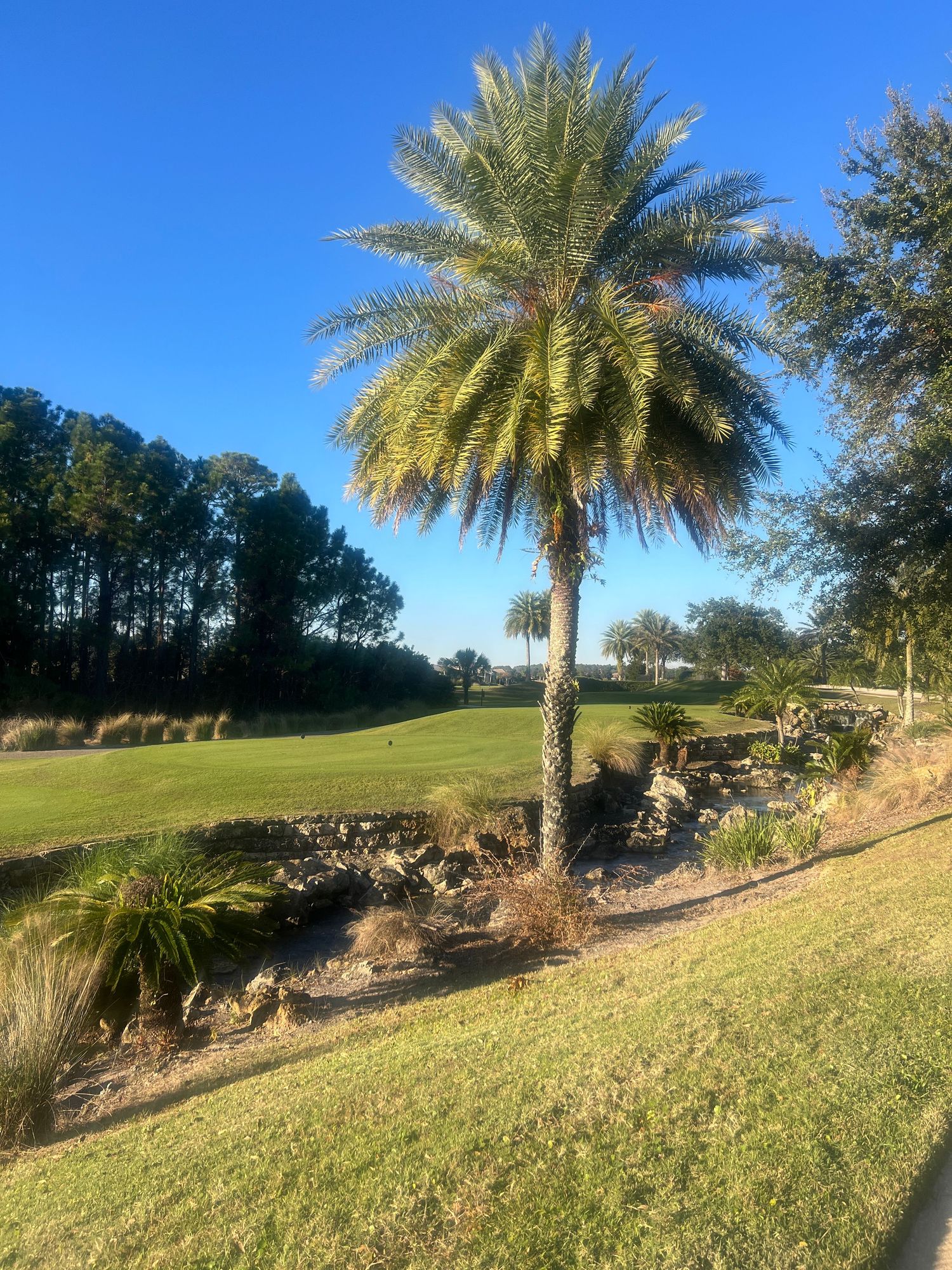 A tall palm tree stands beside a rocky garden bed on a lush golf course under a clear blue sky in Florida.