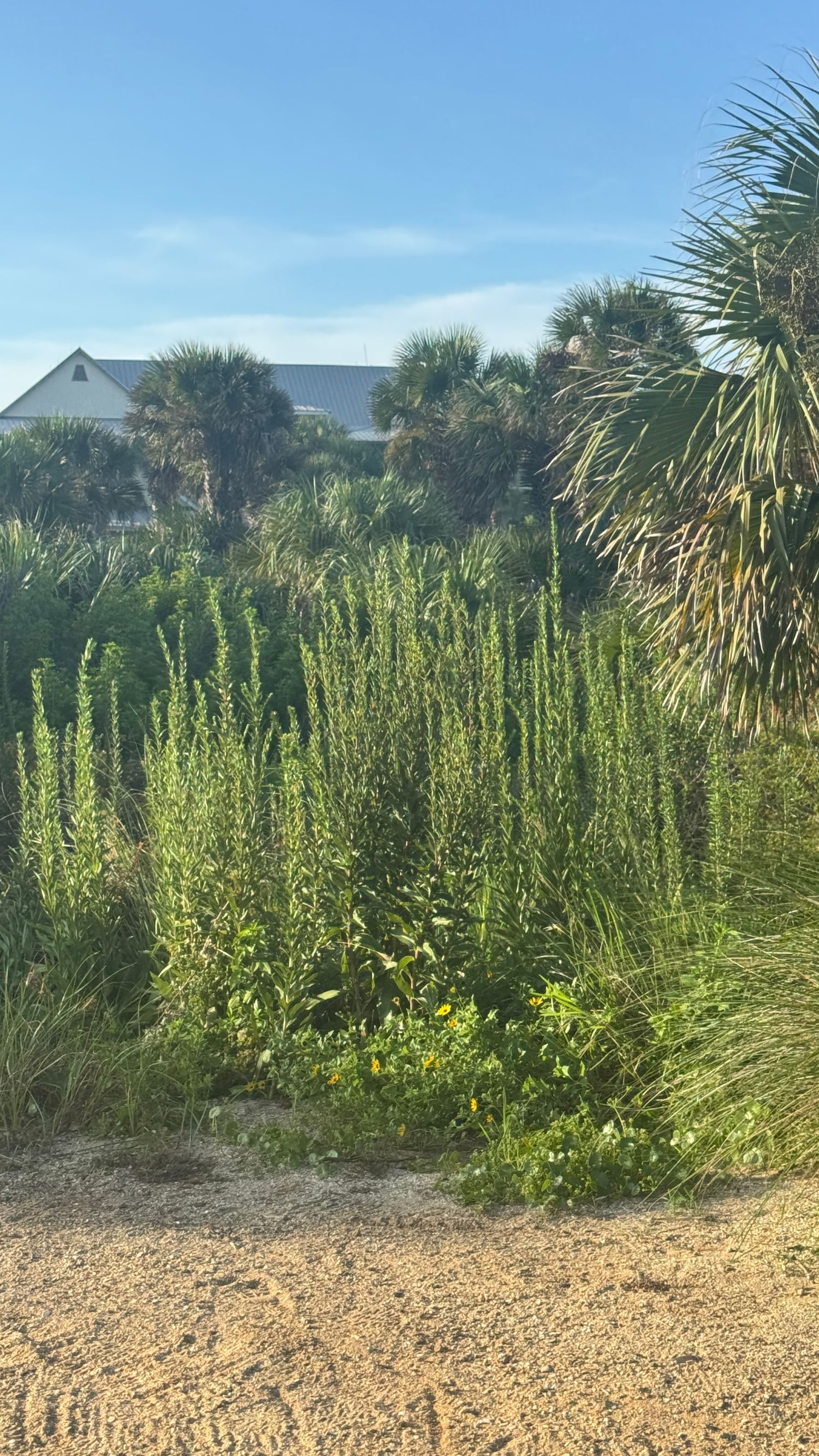 Lush green coastal vegetation with tall plants, palm trees, and a house visible under a clear blue sky.