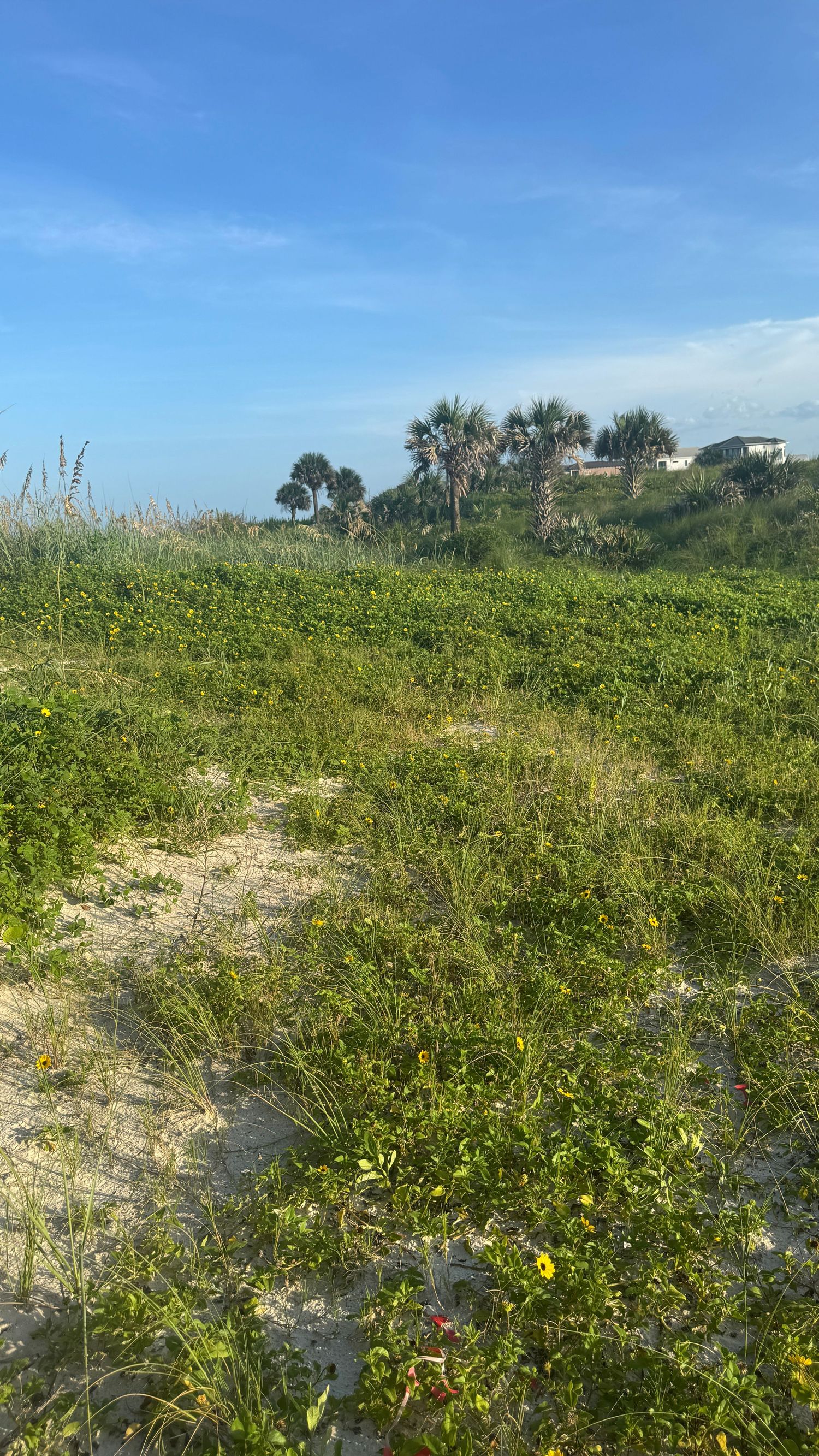 Sandy beach dunes with lush green coastal vegetation, palm trees, and a blue sky in the background.