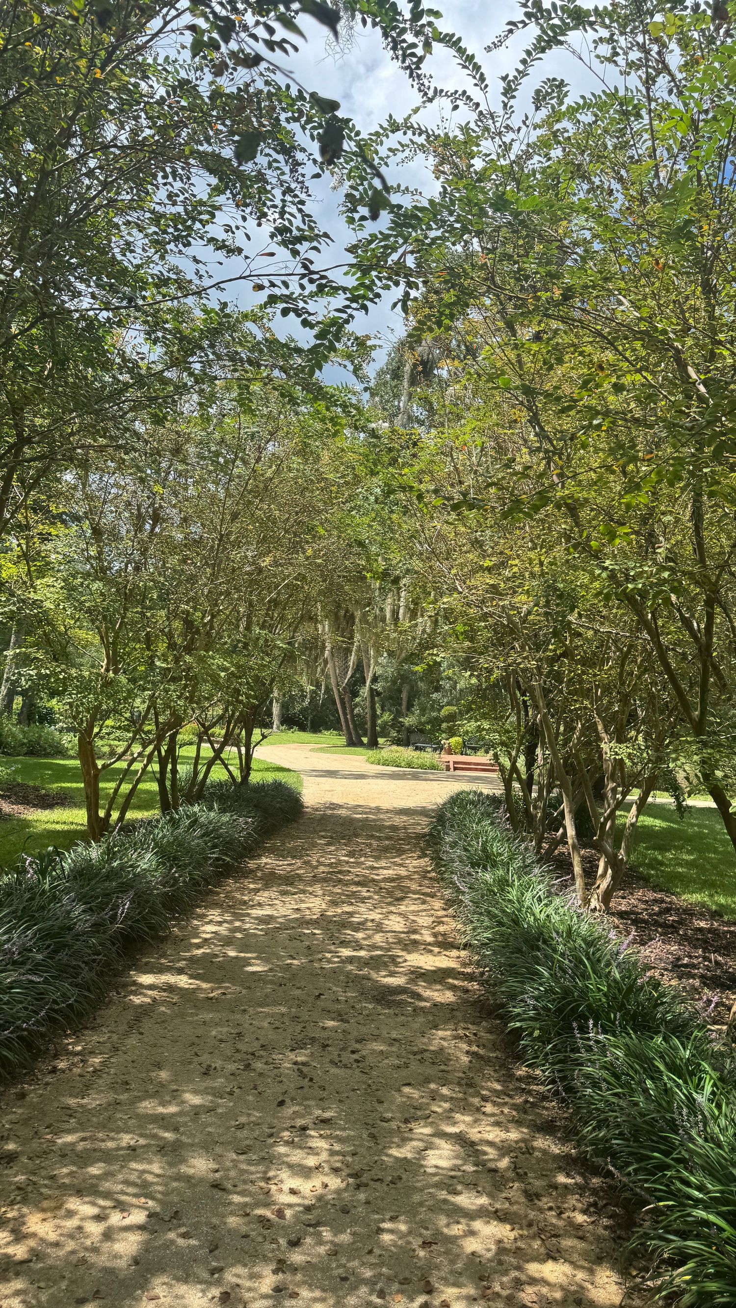 A sunlit sandy pathway lined with lush green trees and ornamental grass leads through a serene park on a bright day.