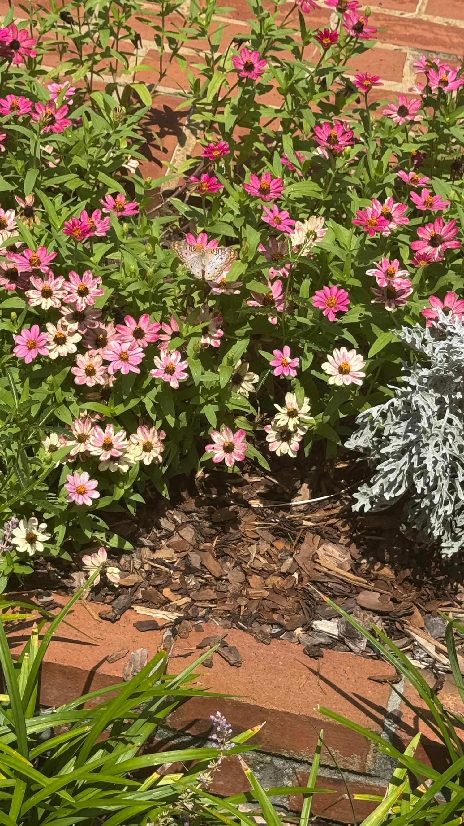 Colorful pink and white zinnia flowers blooming in a garden bed with mulch and brick edging against a brick wall.