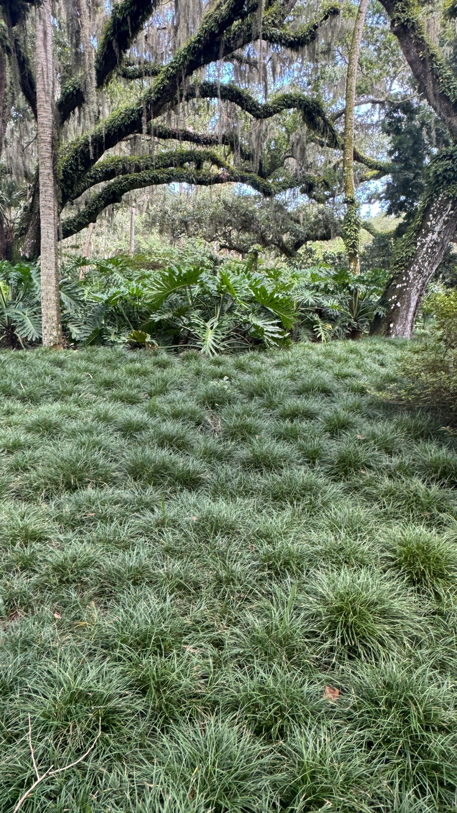 Lush green lawn with ornamental grass beneath moss-covered oak trees and tropical palms in a serene garden setting.
