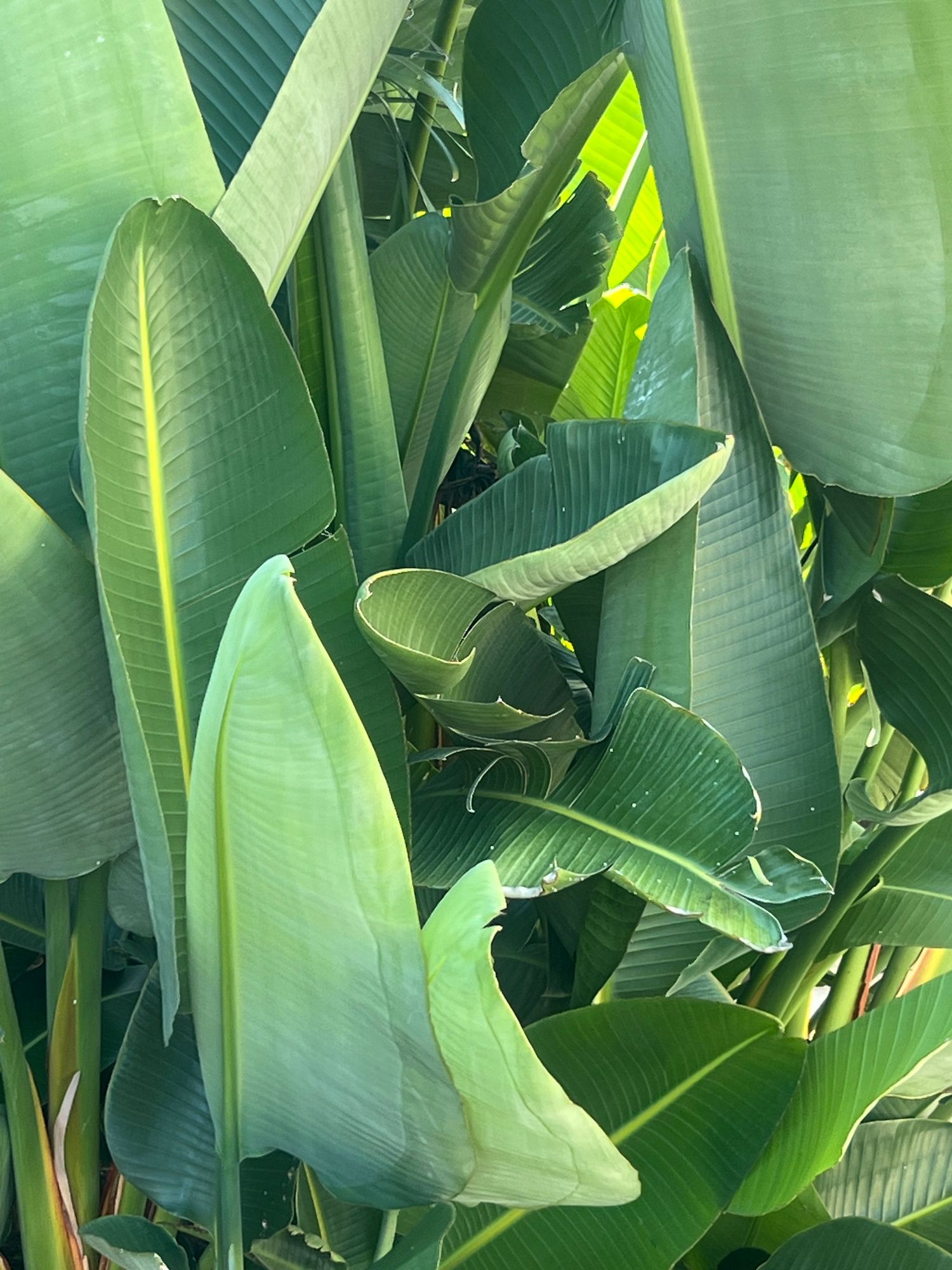Lush tropical banana plant leaves in vibrant shades of green, illuminated by bright sunlight in a dense garden.