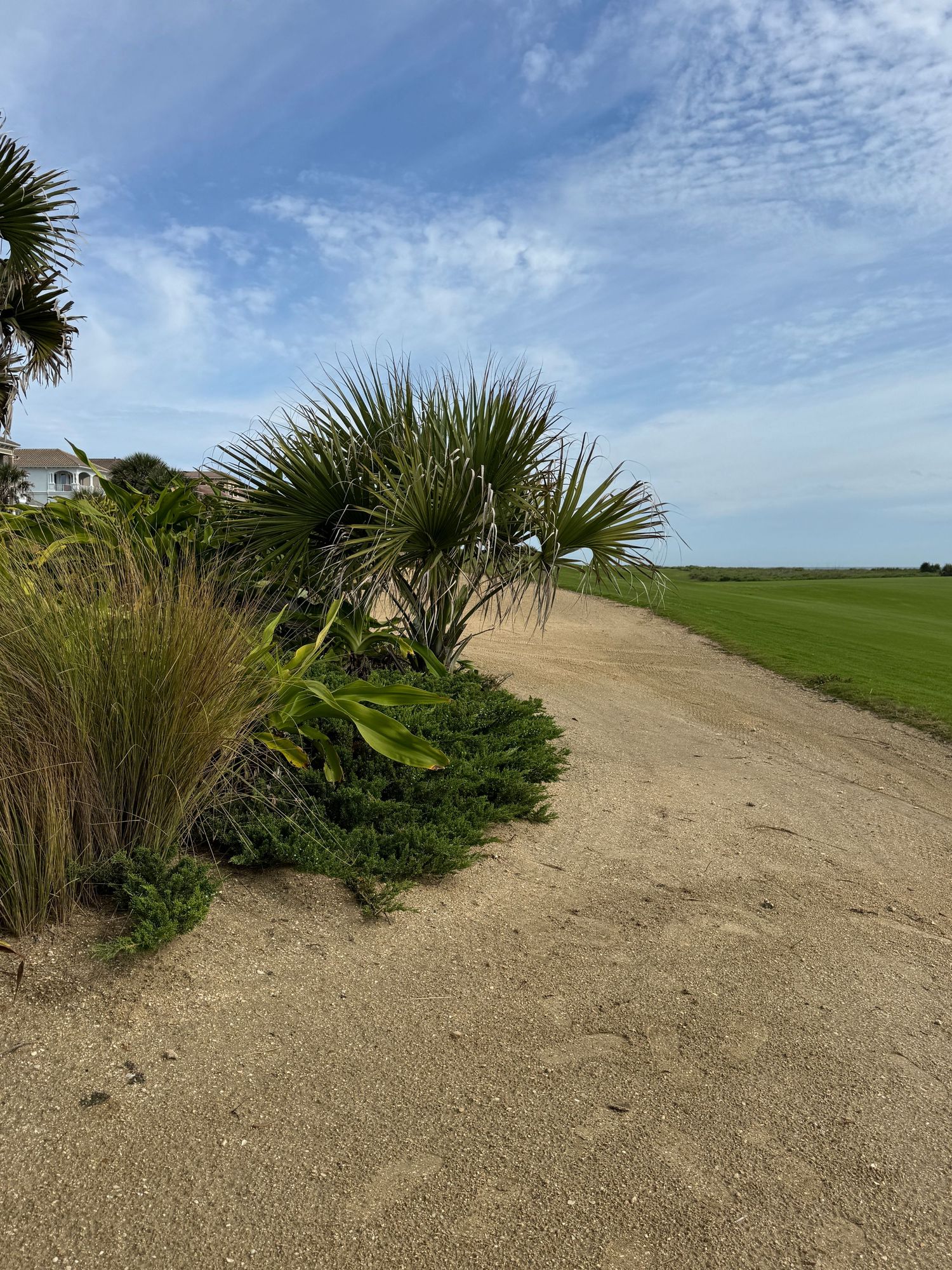 Sandy coastal path beside palm trees and lush greenery, with a green field and blue sky in the background.