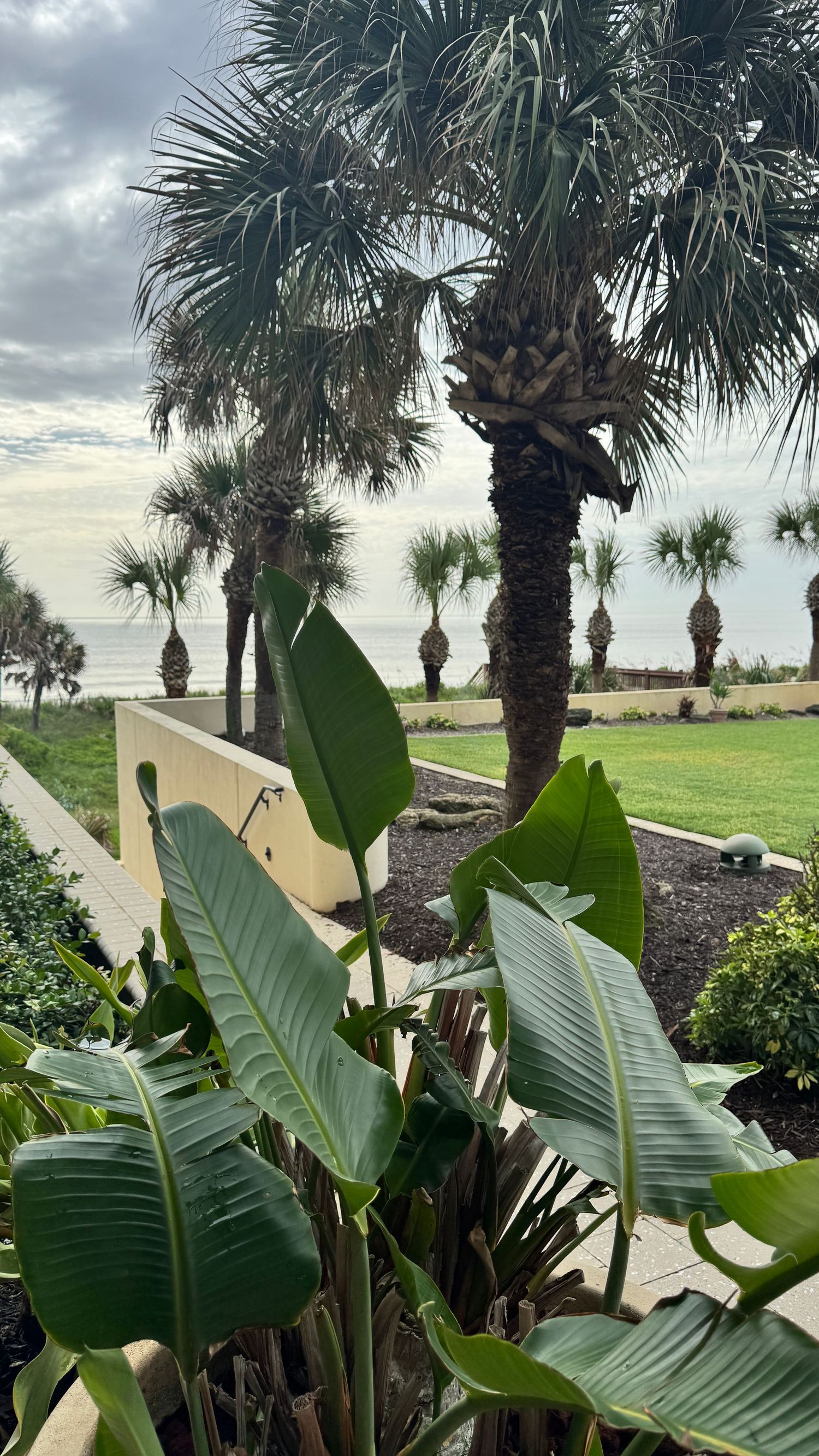 Tropical palm trees and lush banana plants frame a serene oceanfront view under a cloudy sky.