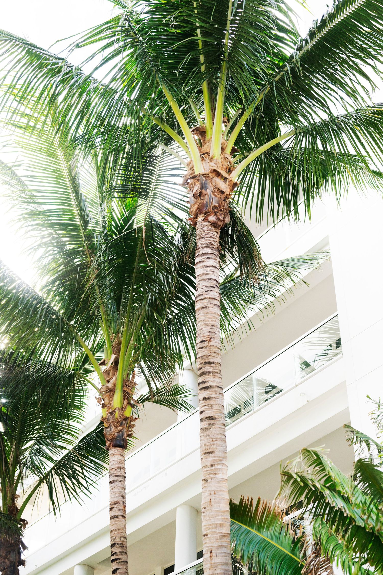 Tall Florida palm trees line the exterior of a modern white building with glass windows and angled roof features.