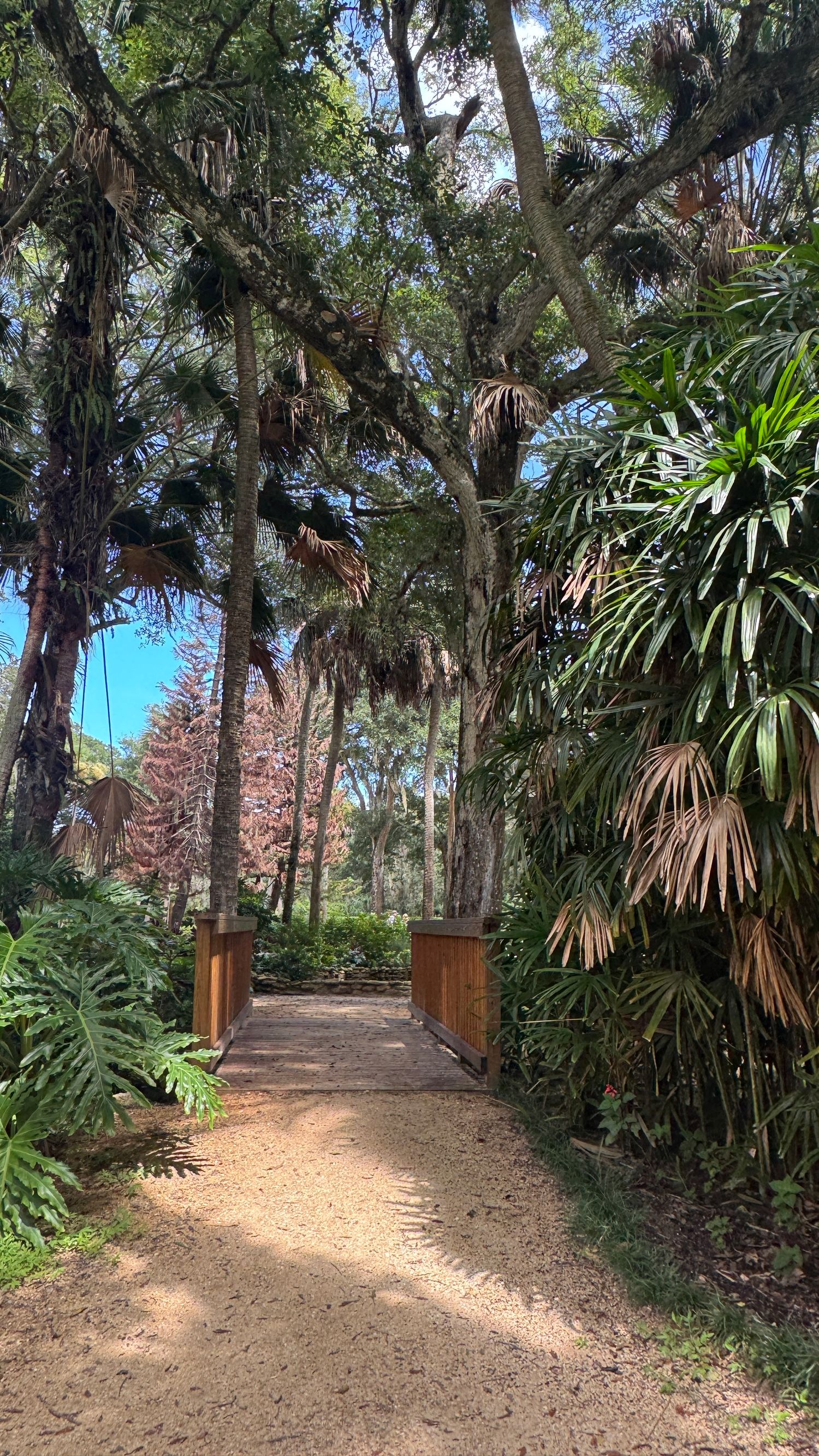 A sunlit sandy path leads through lush tropical garden with tall palm trees and dense green foliage under blue sky.