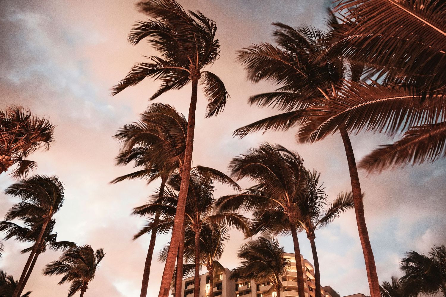 Florida Palm trees sway in the wind against a dramatic pink and orange sunset sky at a tropical beach location.