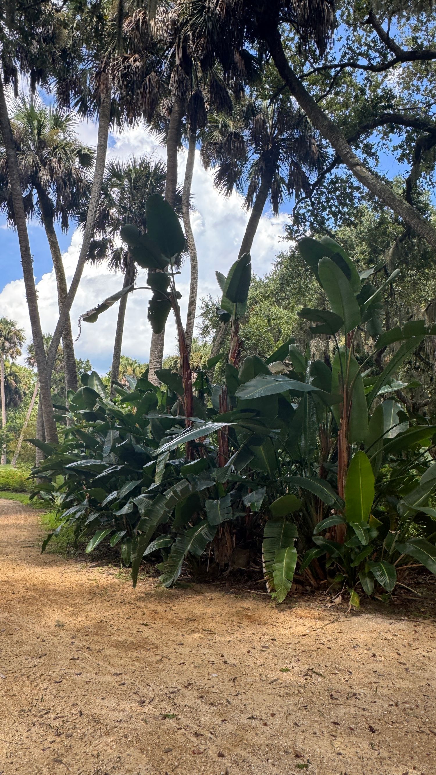 Tropical garden path with large banana plants, tall palm trees, and lush green foliage under a partly cloudy sky.