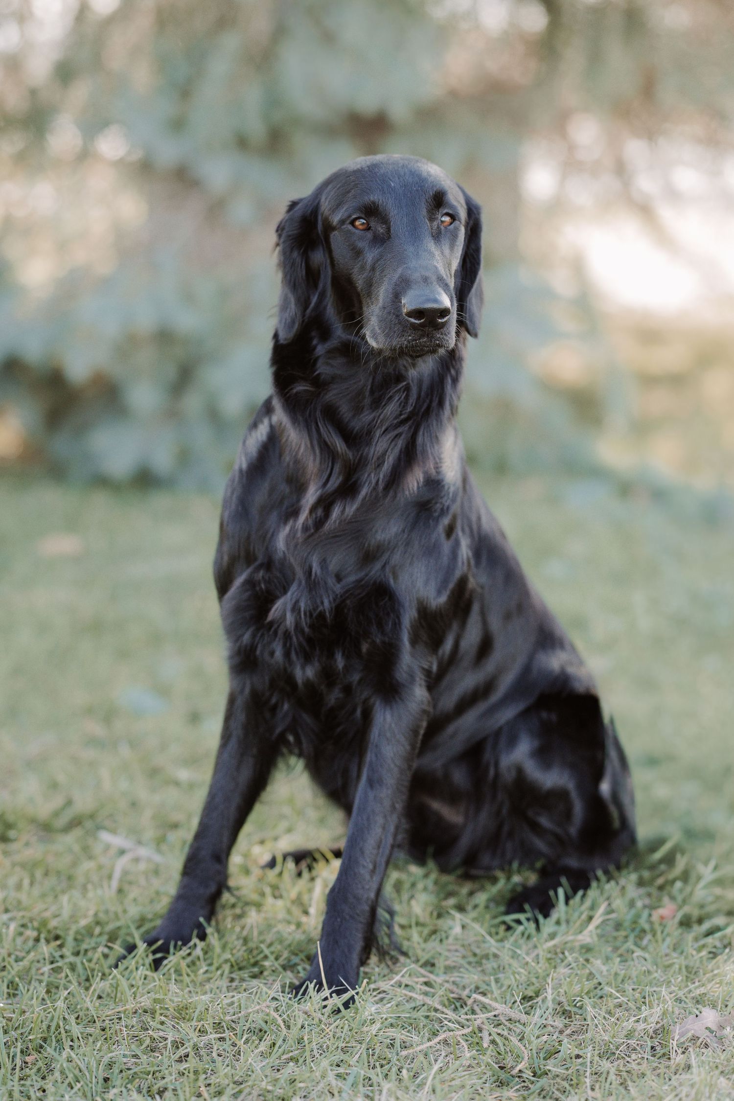flat coated retriever shining during pet session in Belleville Ontario | Yesterday's Focus
