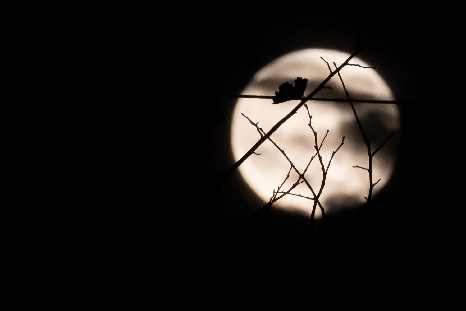 Full moon behind maple leaf silhouette | Tweed Ontario | Yesterday's Focus