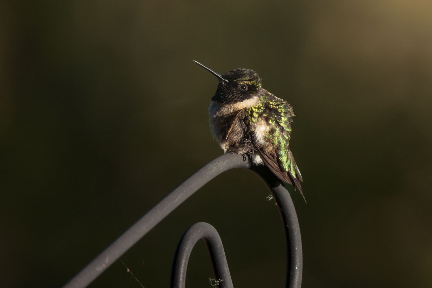 male ruby throated hummingbird sitting on wire during sunrise | Madoc ON | Yesterday's Focus Photography